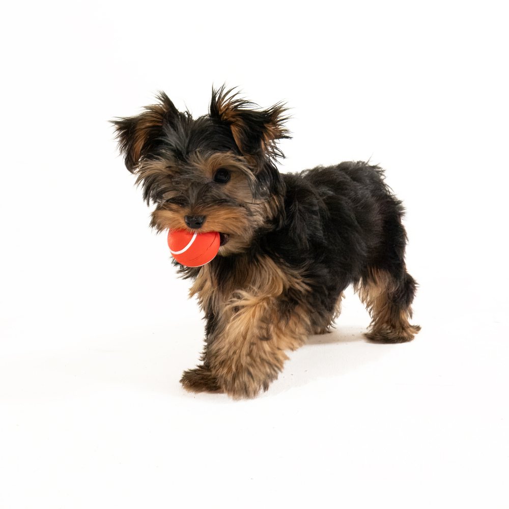 Playology Squeaky Chew Ball hondenbal met pieper