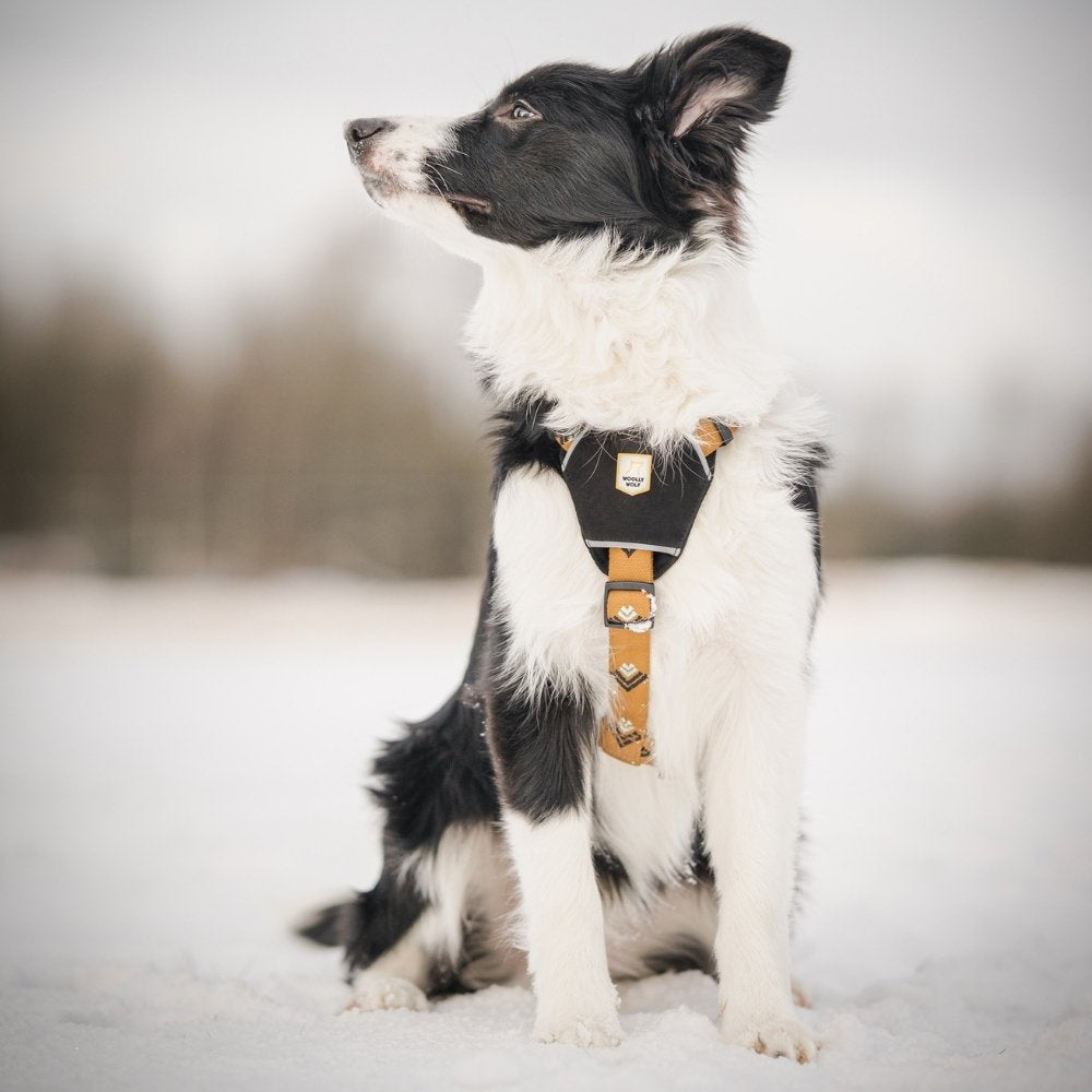 Woolly Wolf Sea to Summit Geschirr RPET XS 13.5 cm