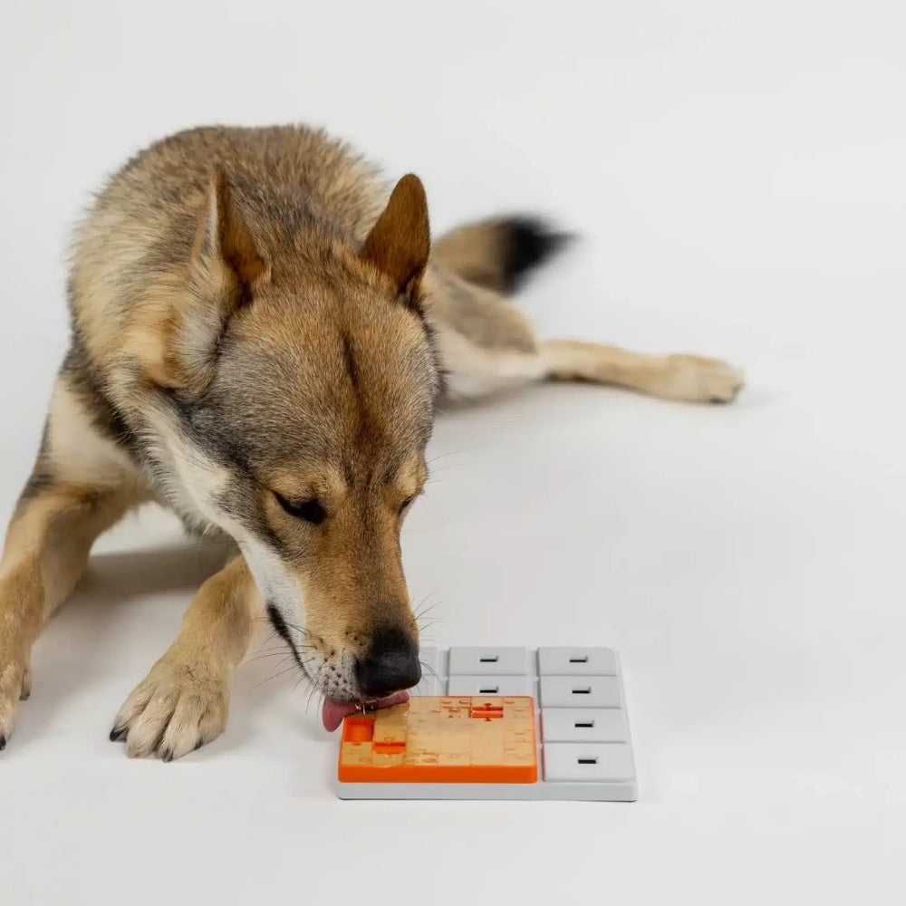 Pawzler Terra hondenspeelgoed {{material}} {{size_label}}