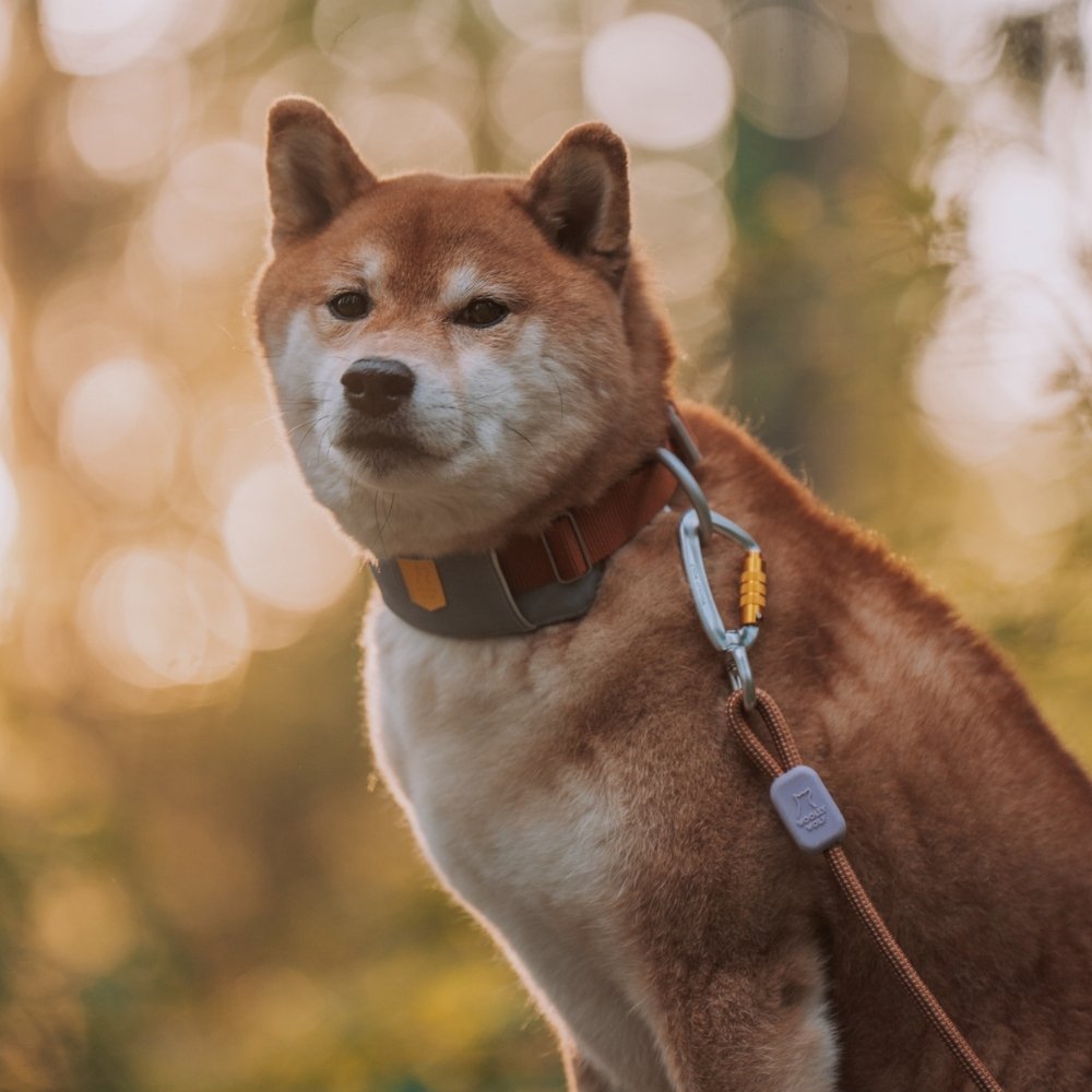 Woolly Wolf Rope Leash hondenriem RPET {{size_label}} 180 cm