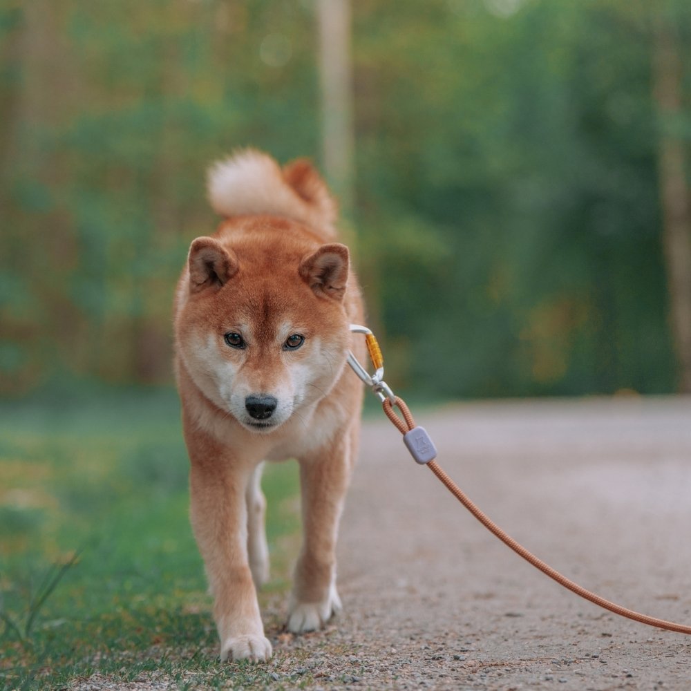 Woolly Wolf Rope Leash hondenriem RPET {{size_label}} 180 cm