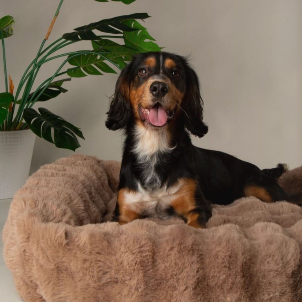 Scruffs Hundebett Alpine Box Taupe L - 75×60 cm