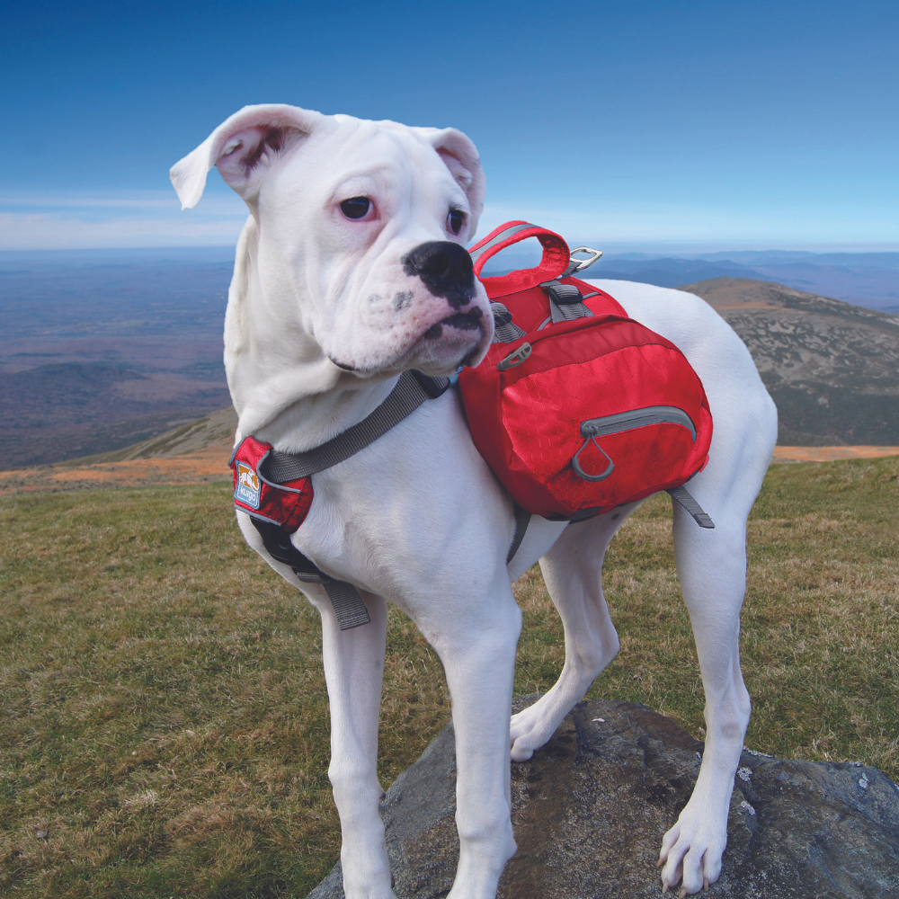 Kurgo hondenrugzak Baxter Backpack Large (22-50 kg) – lichtgewicht