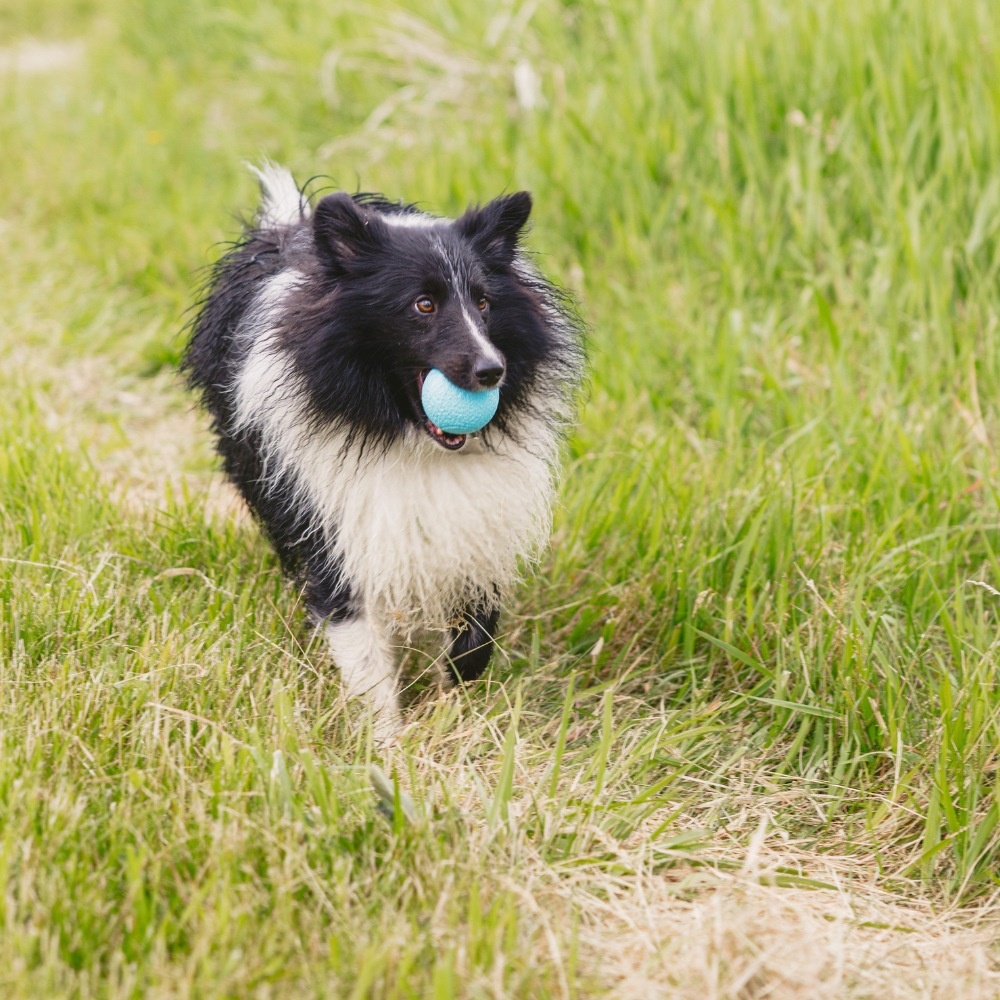 West Paw Zogoflex Echo Boundr Bal 2 Pack – Aqua Blue/Dandelion Yellow