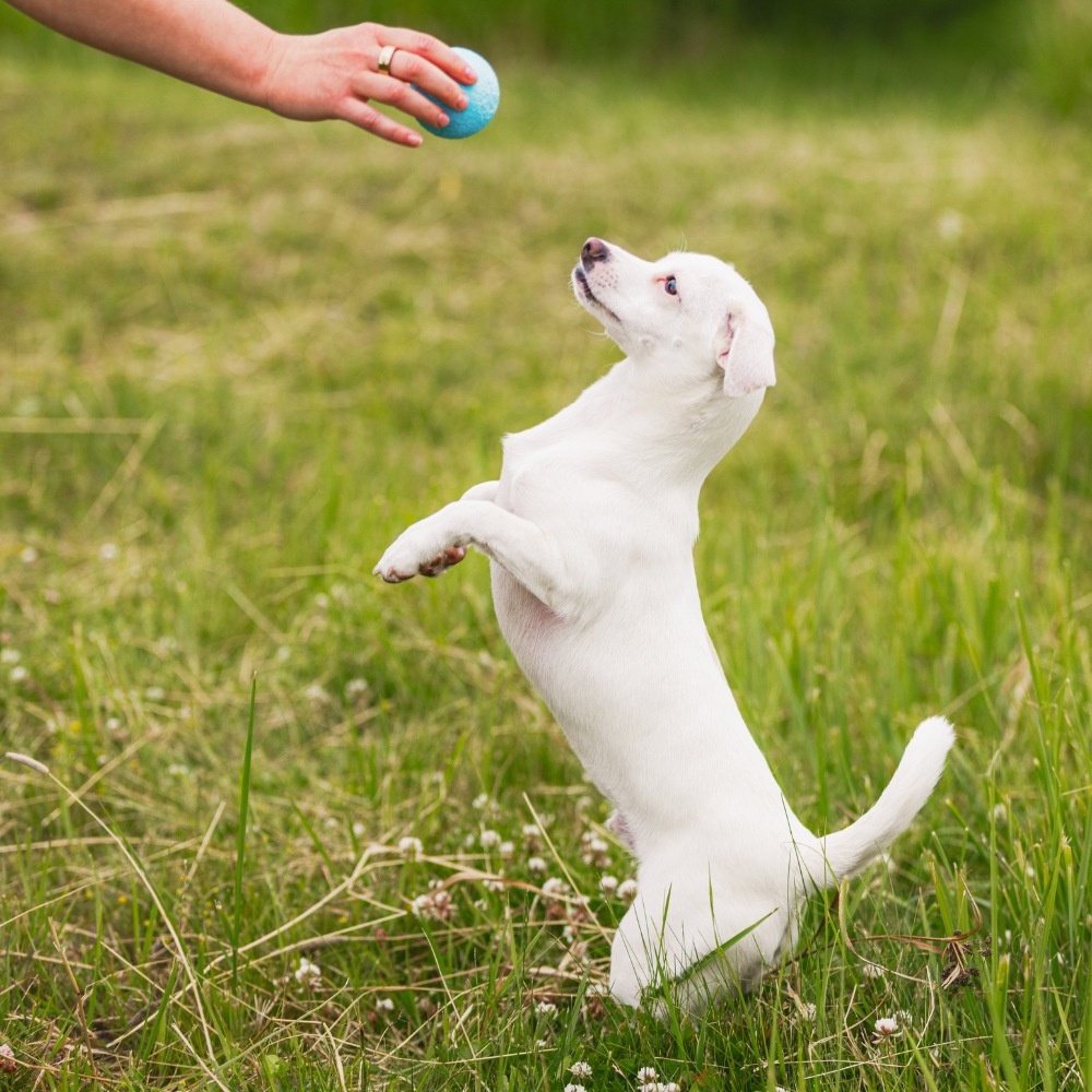 West Paw Zogoflex Echo Boundr Bal 2 Pack – Aqua Blue/Dandelion Yellow