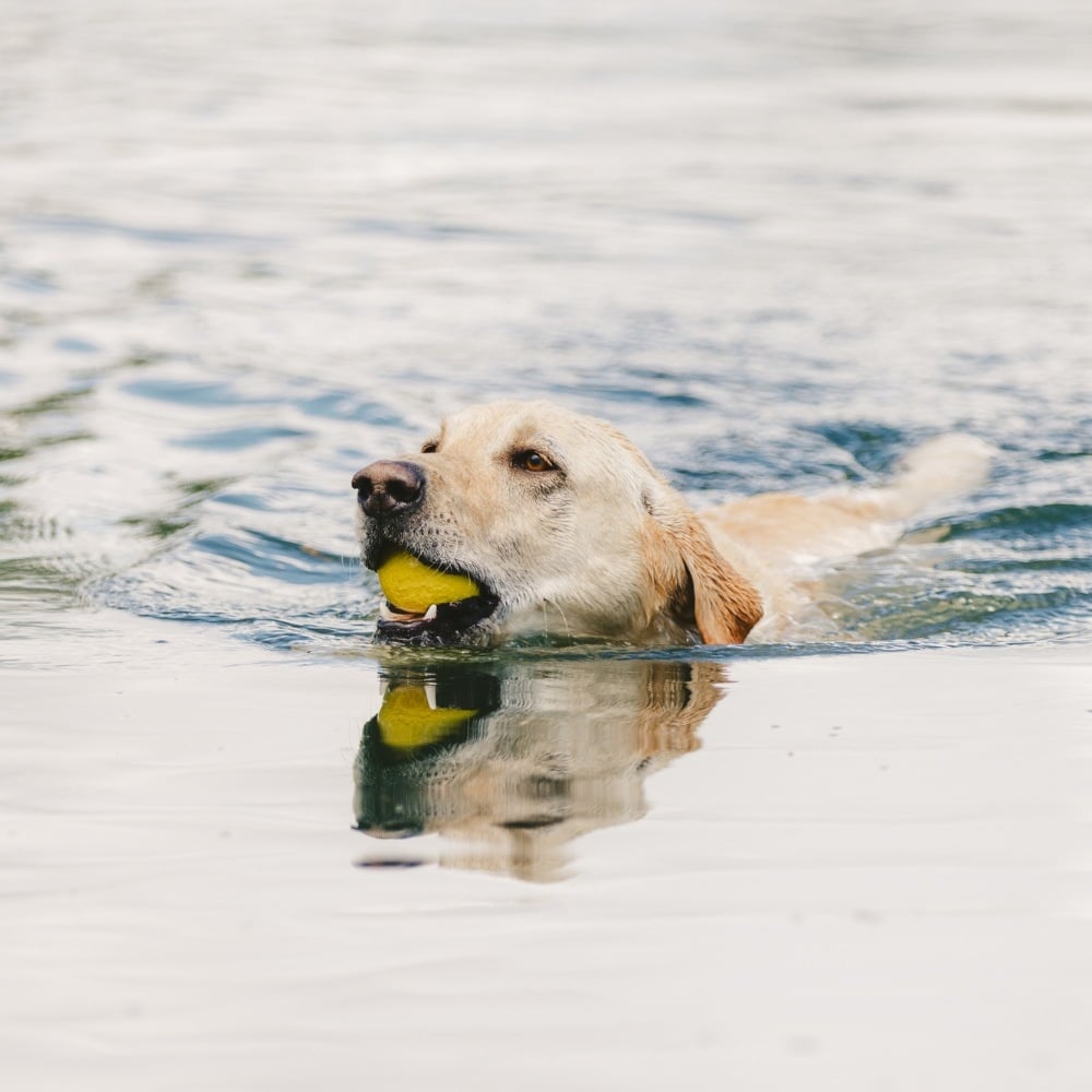 West Paw hondenbal Zogoflex Echo Boundr – 2 Pack – Hot Pink/Aqua Blue