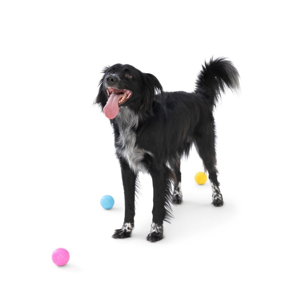 West Paw hondenbal Zogoflex Echo Boundr – 2 Pack – Hot Pink/Aqua Blue