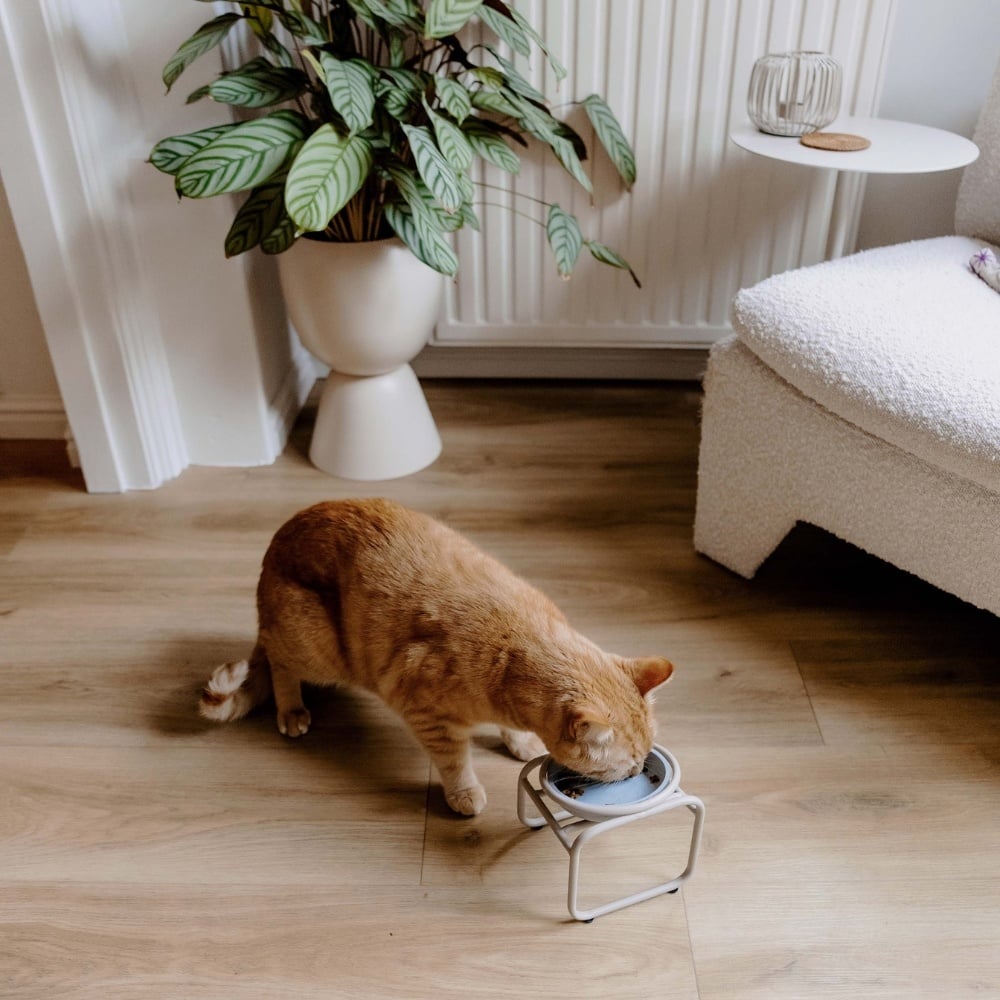BUTLER Single für Katzen - Beige