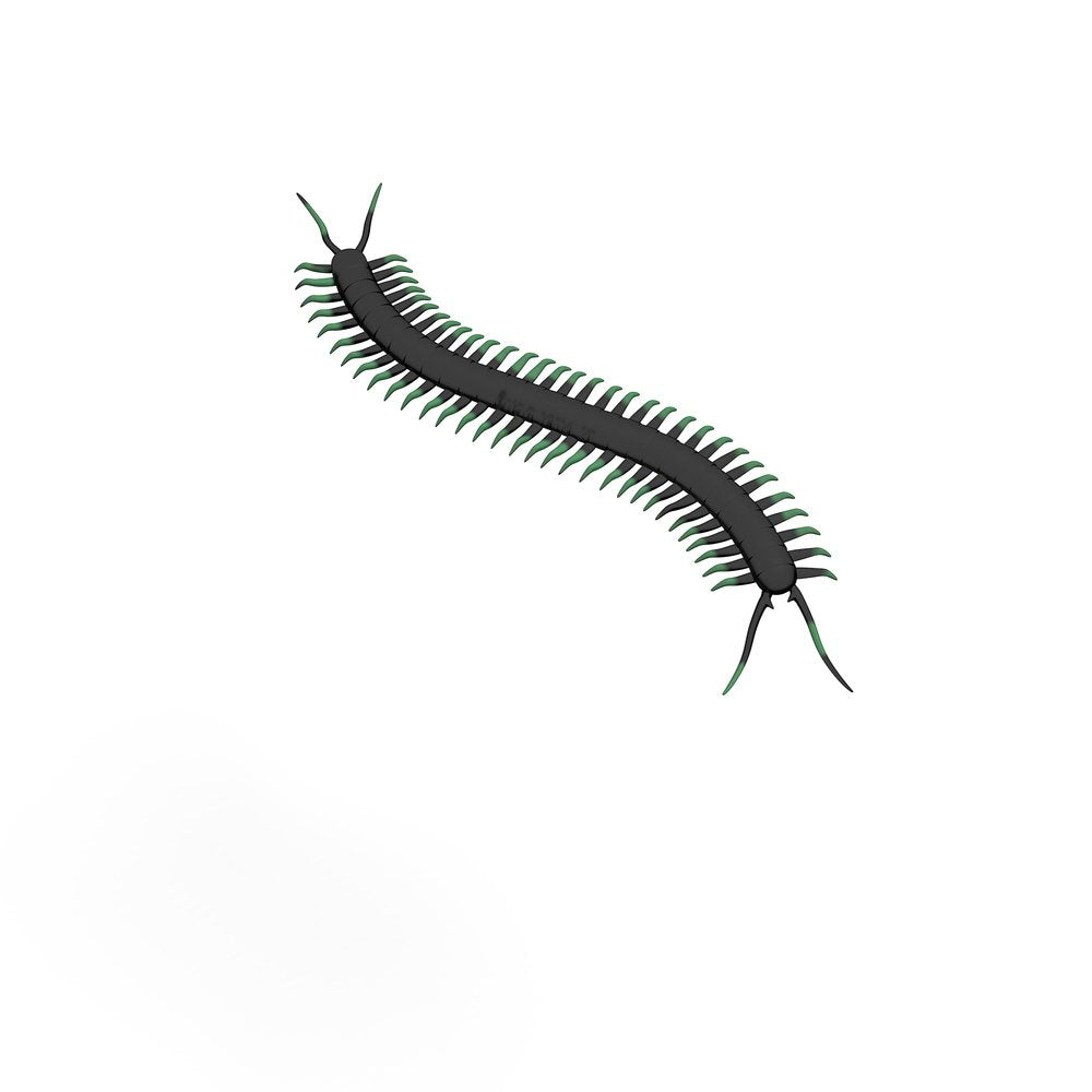 Centipede