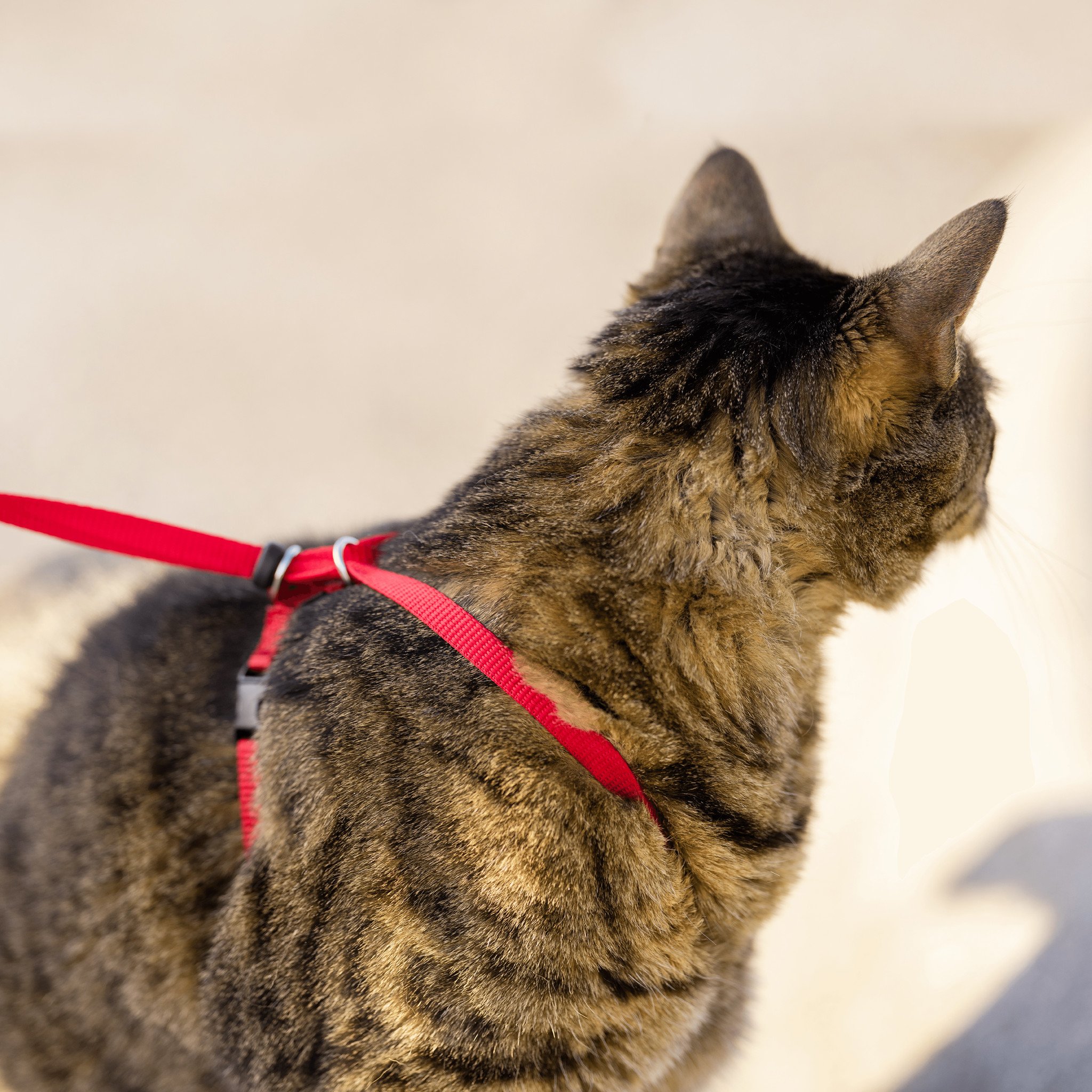 Easy Walk® Kat Harnas met Bungee Leash Rood – Maat Large 33-46 cm
