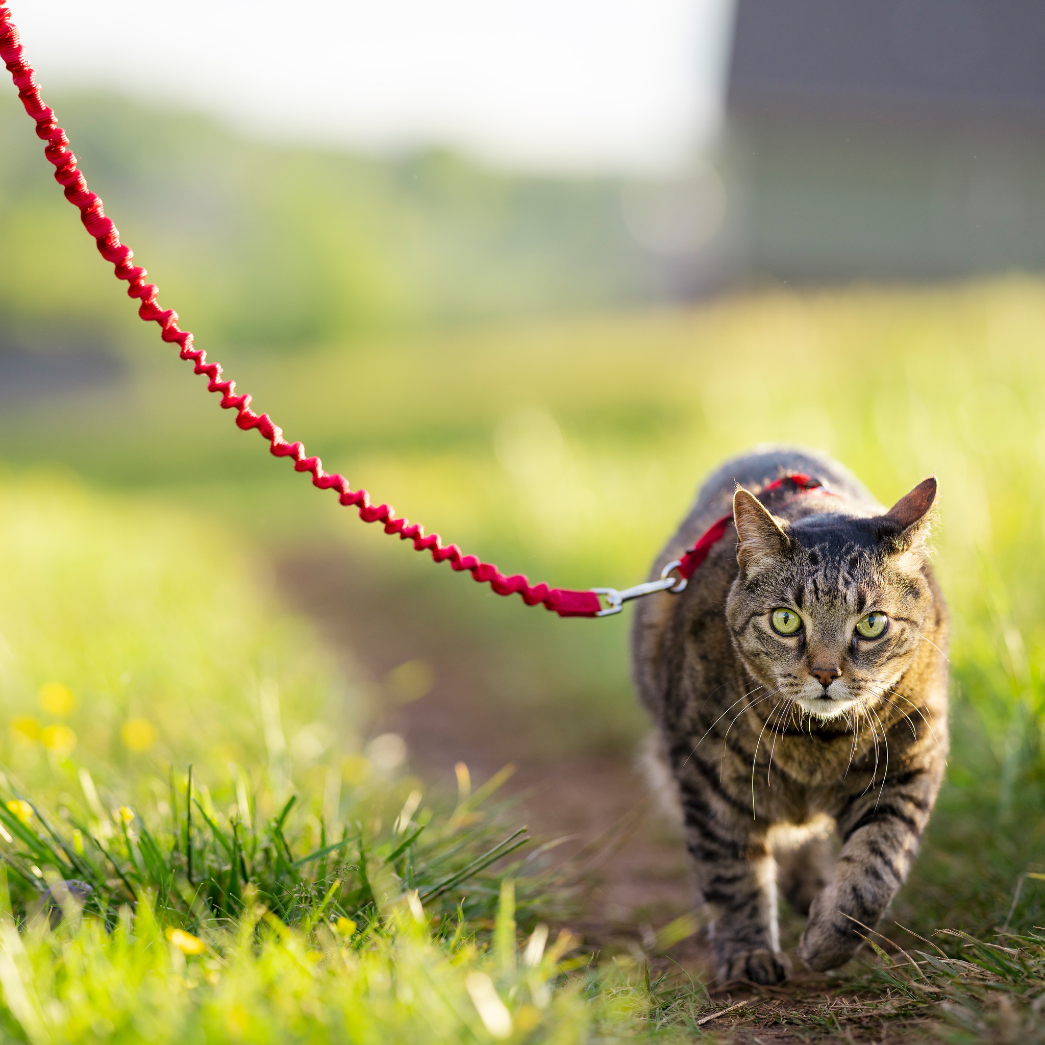 Easy Walk® Kat Harnas met Bungee Leash Rood – Maat Large 33-46 cm