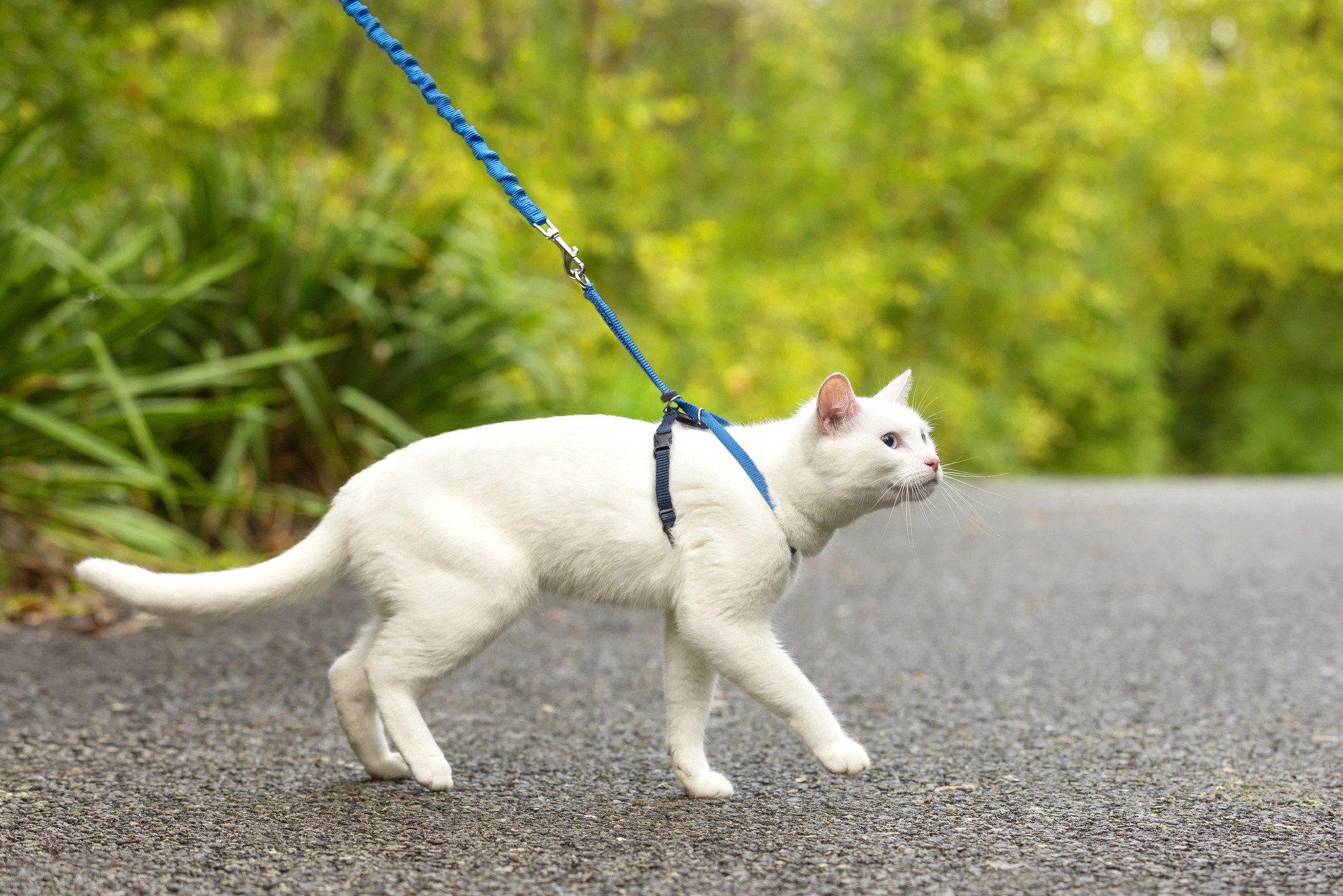 Easy Walk® Kat Harnas met Bungee Lijn - Blauw Small 23-28 cm