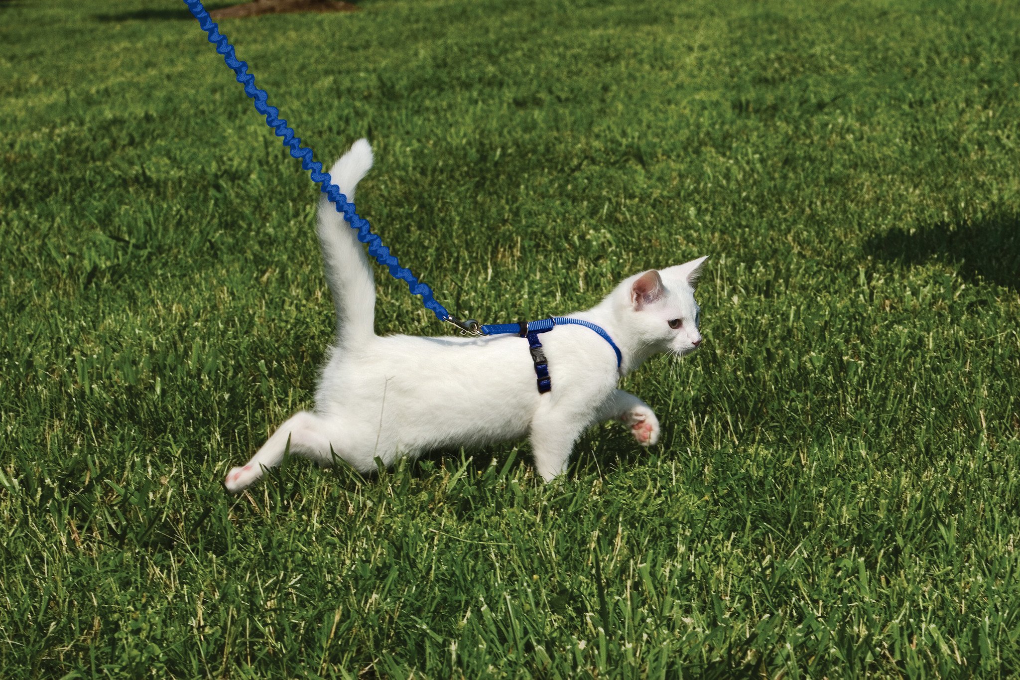 Easy Walk® Kat Harnas met Bungee Lijn - Blauw Small 23-28 cm