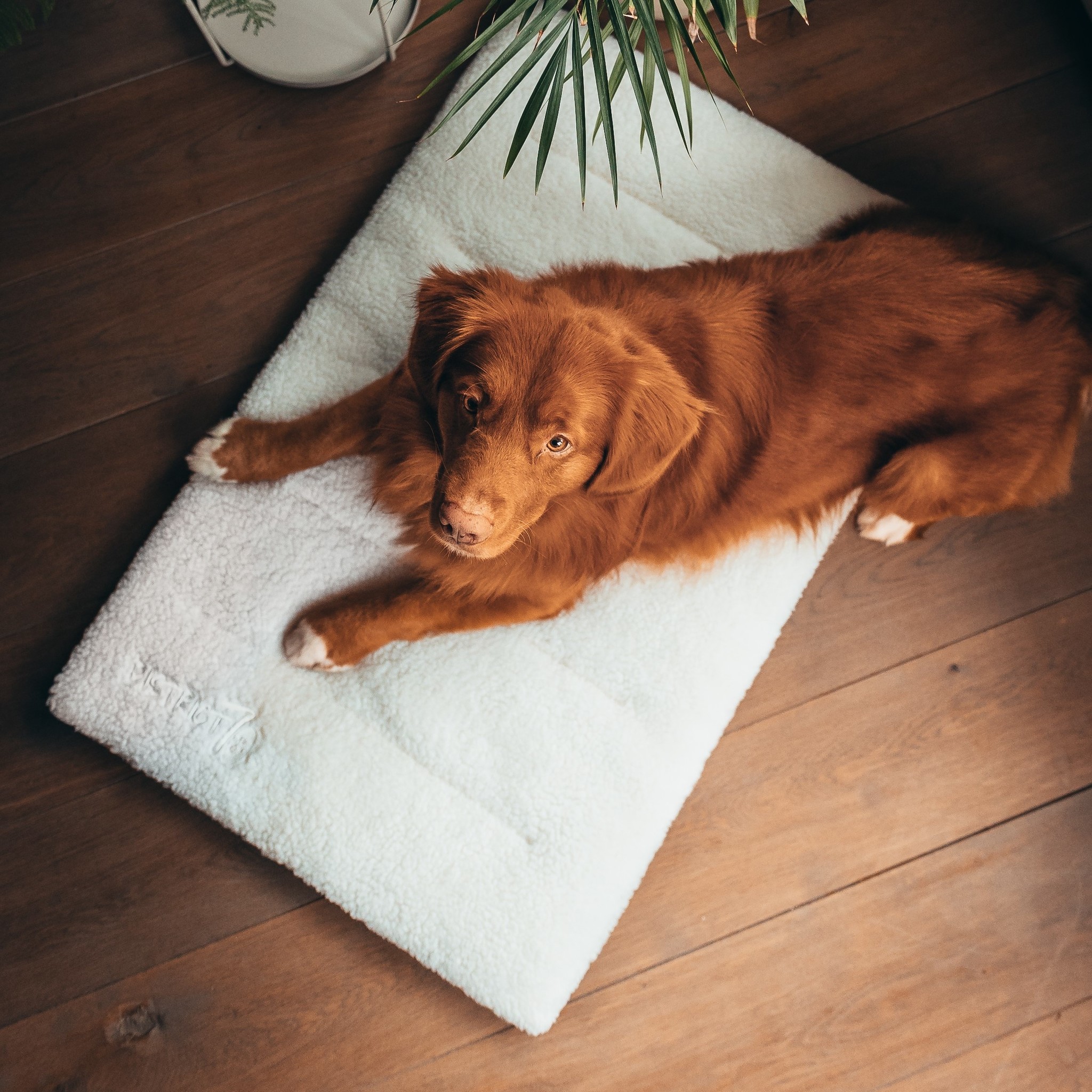 District 70 SHERPA Crate Mat XX-Large Hundebett 100×70 cm - Merengue