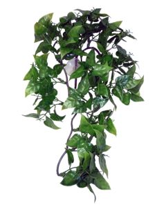 KOMODO Philodendron Plant 30 cm – Hangplant voor Terrarium