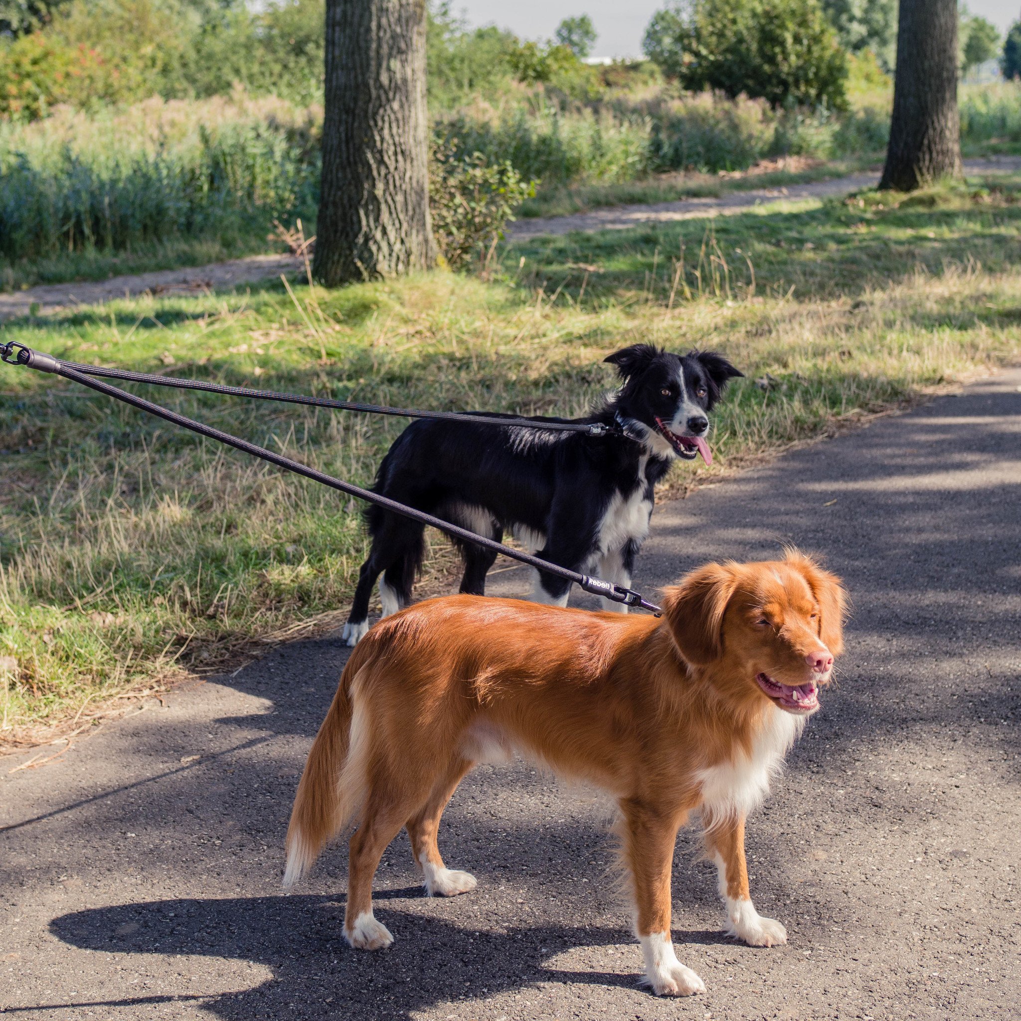Rebel Petz Dubbele Hondenlijn Adjustable S/L 140×8 mm – Small