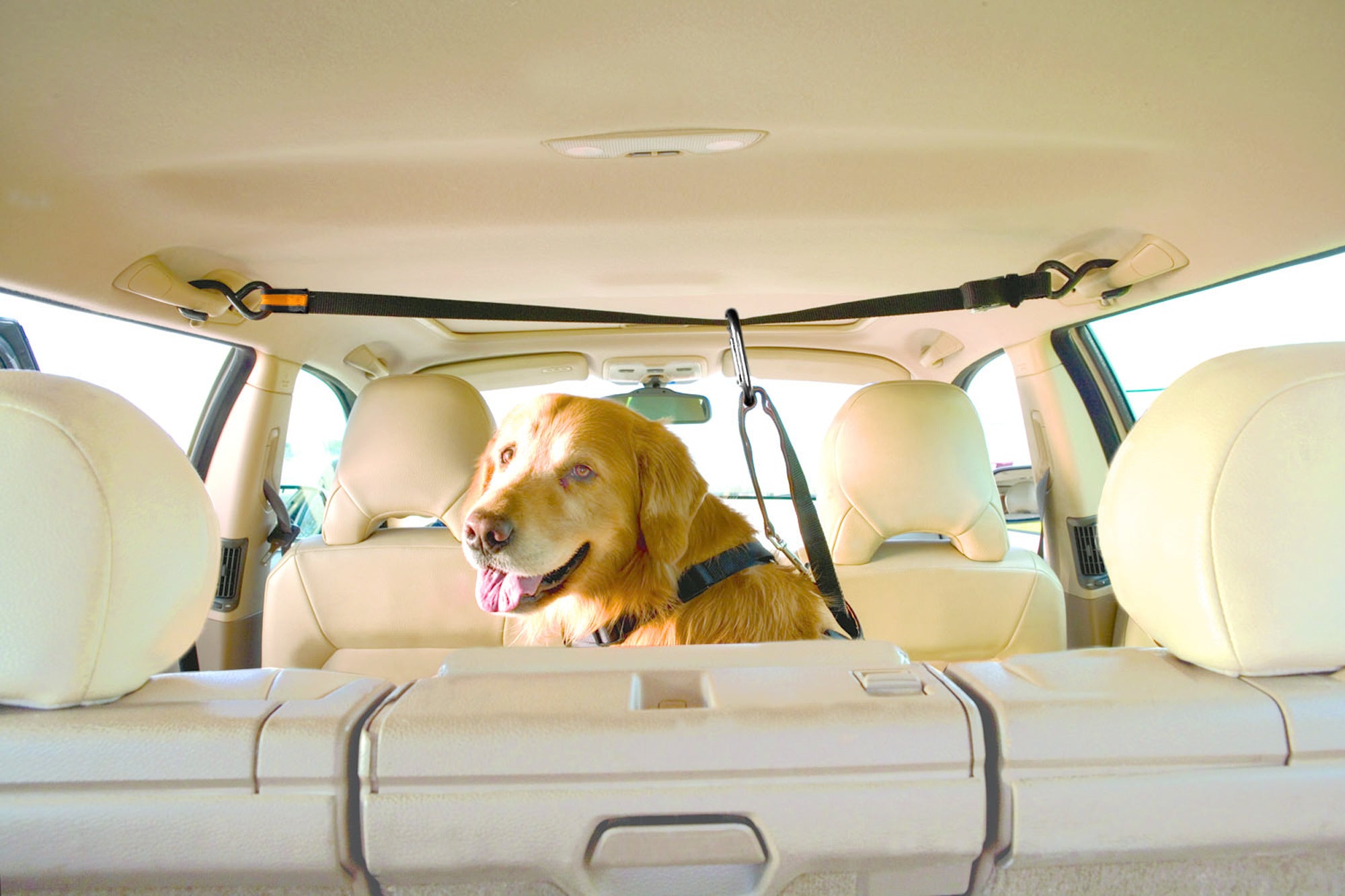 Auto-Zipline für Hunde