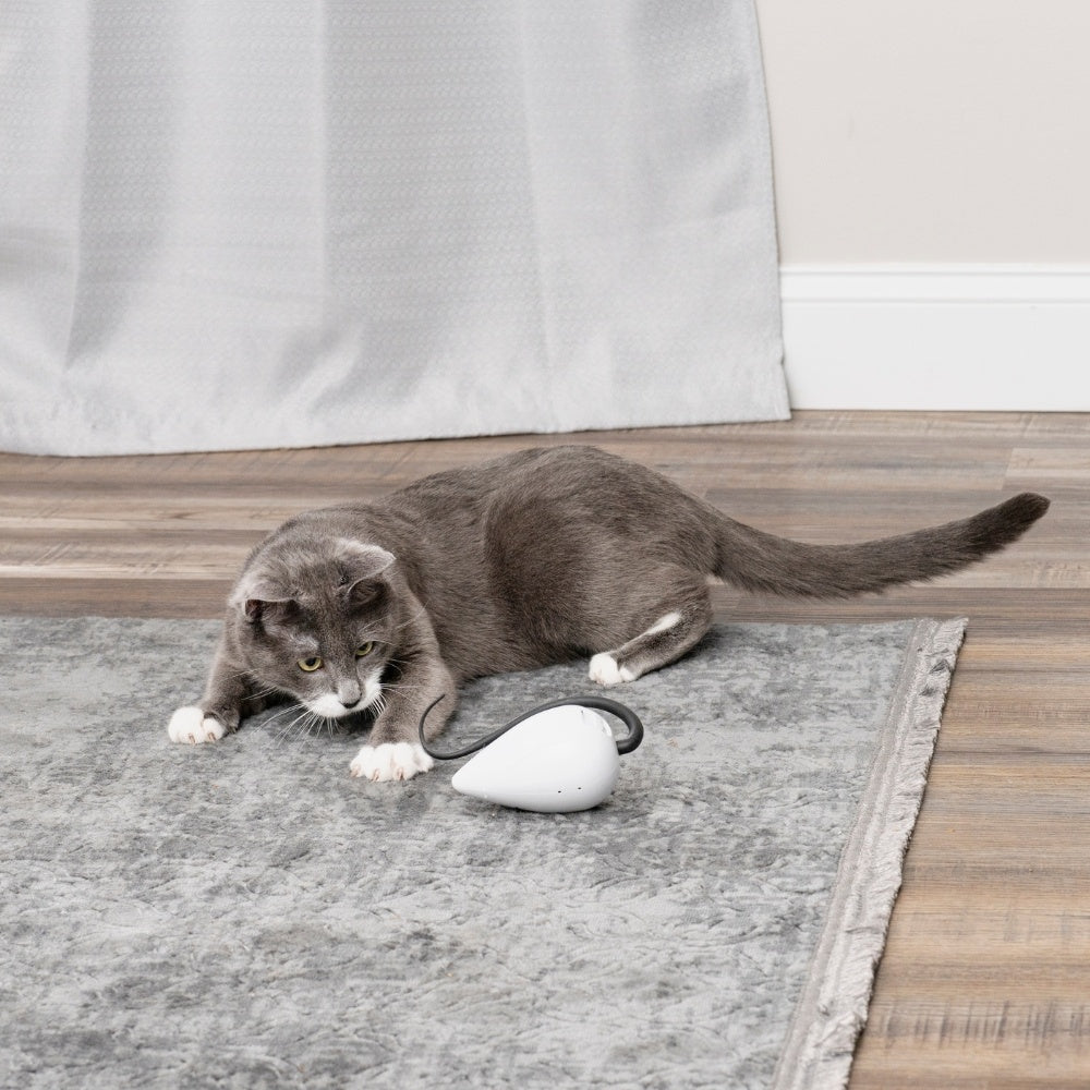 RoloRat Automatischer Katzen-Teaser