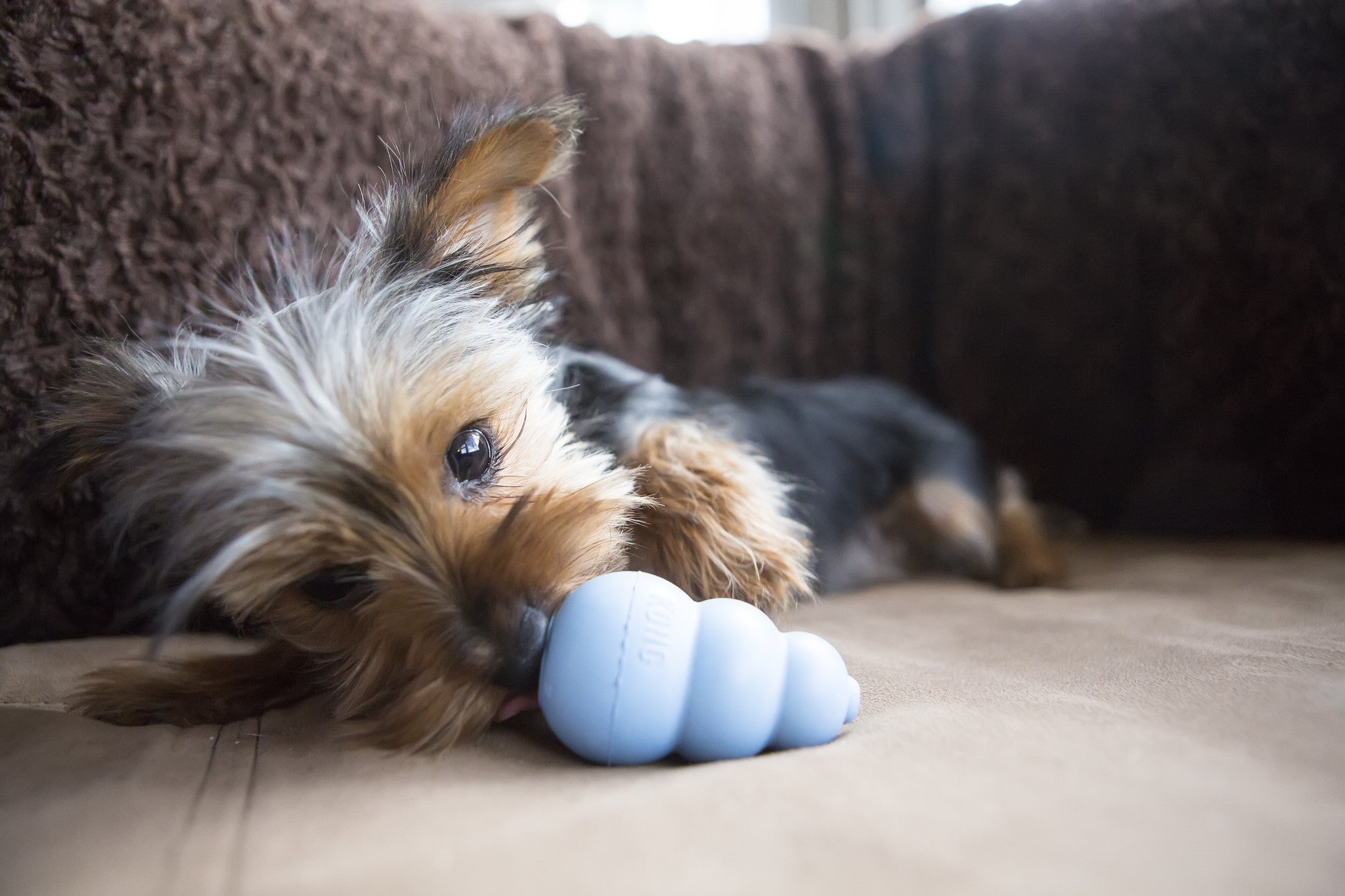 Puppy Kong - Medium