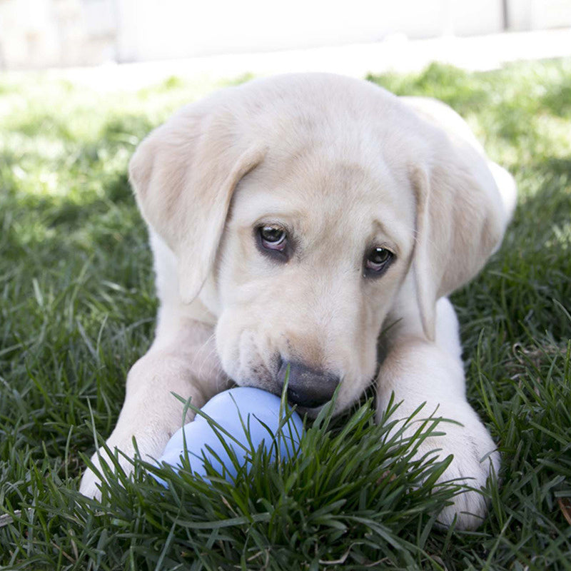 Puppy Kong - Medium