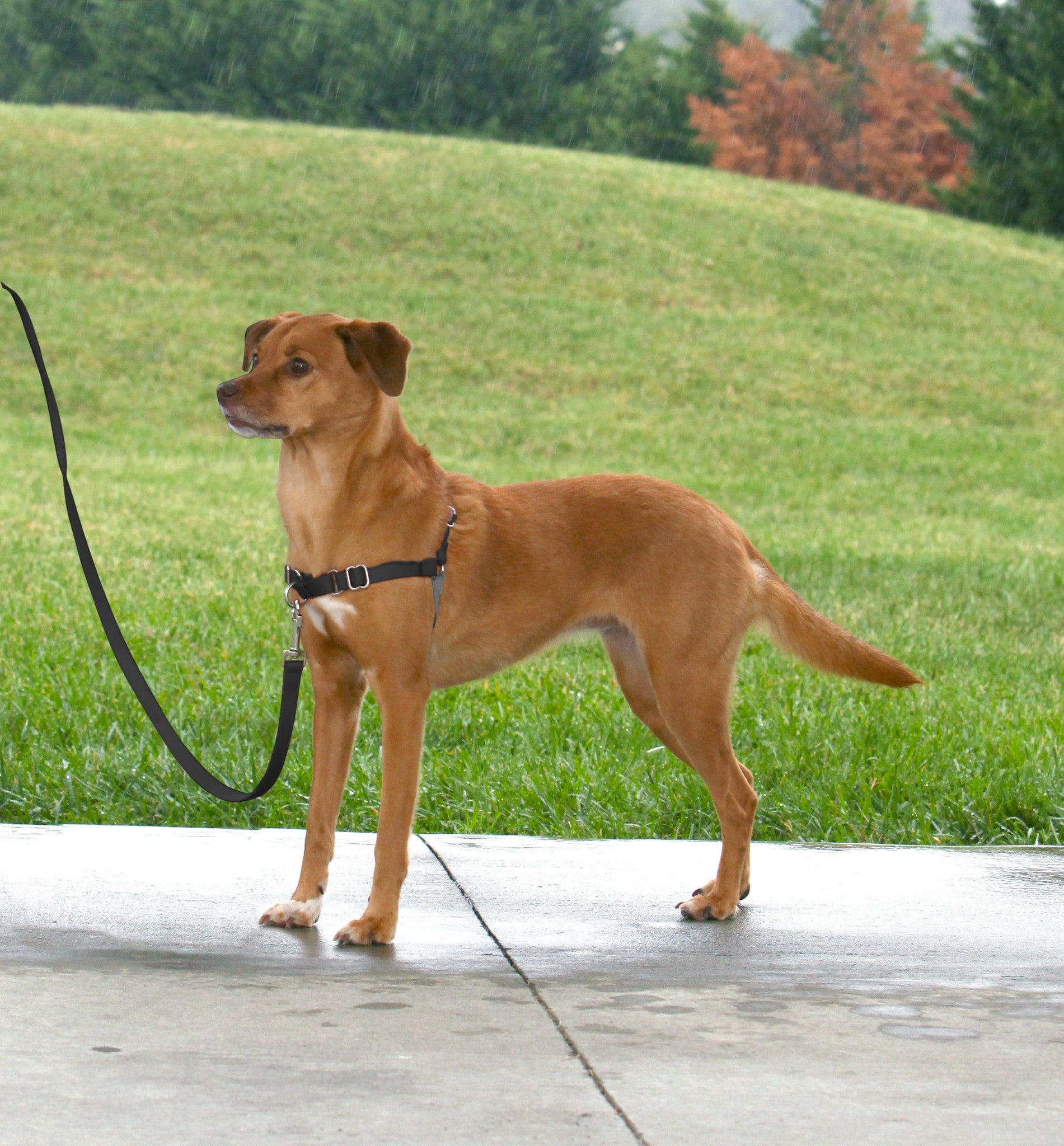 Easy Walk Harness - Schwarz / Large - 66-91 cm