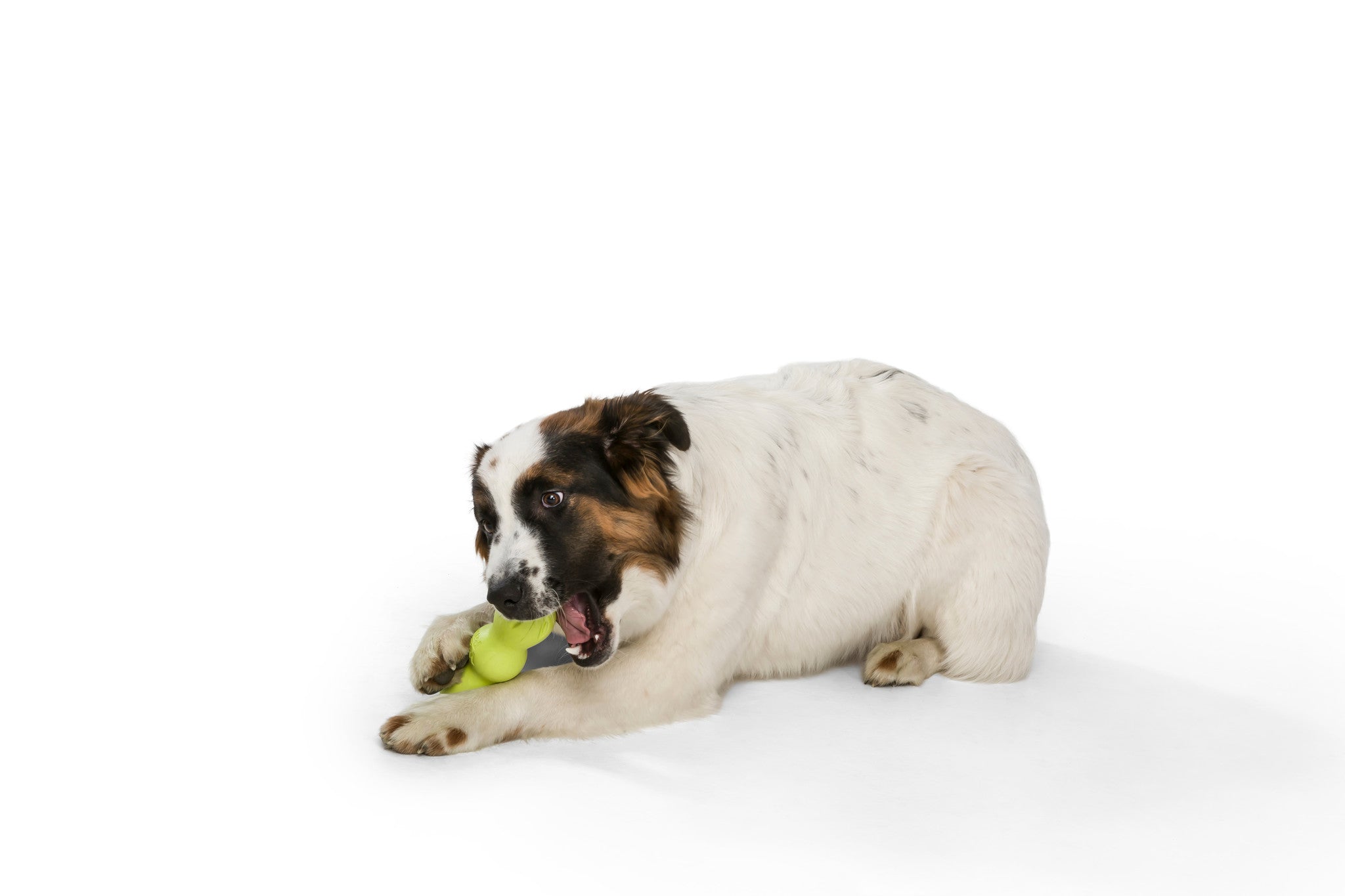 Zogoflex Rumpus - Granny Smith Grün / Medium - 16 cm
