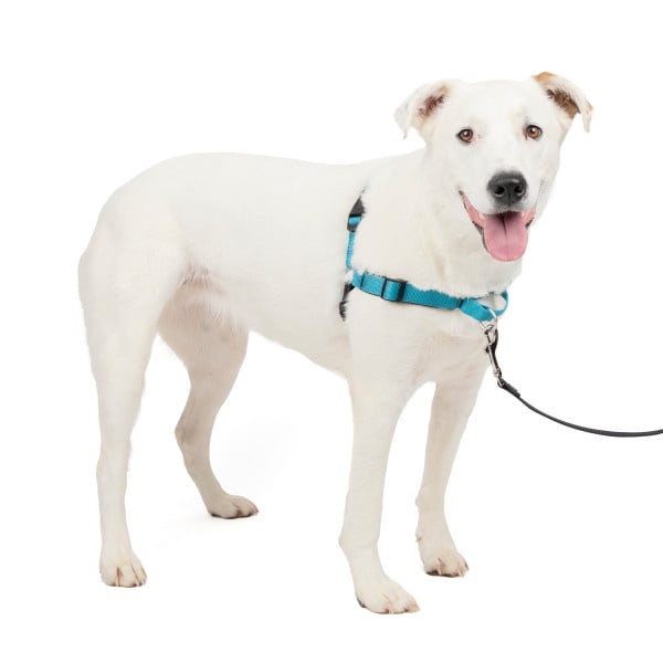 Easy Walk Deluxe Geschirr - Medium - 51-71 cm
