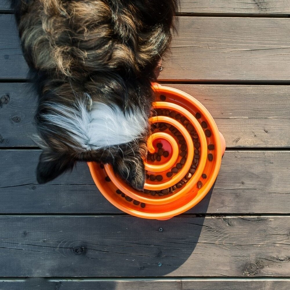 Fun Feeder - Orange / 2 cups - 475 ml
