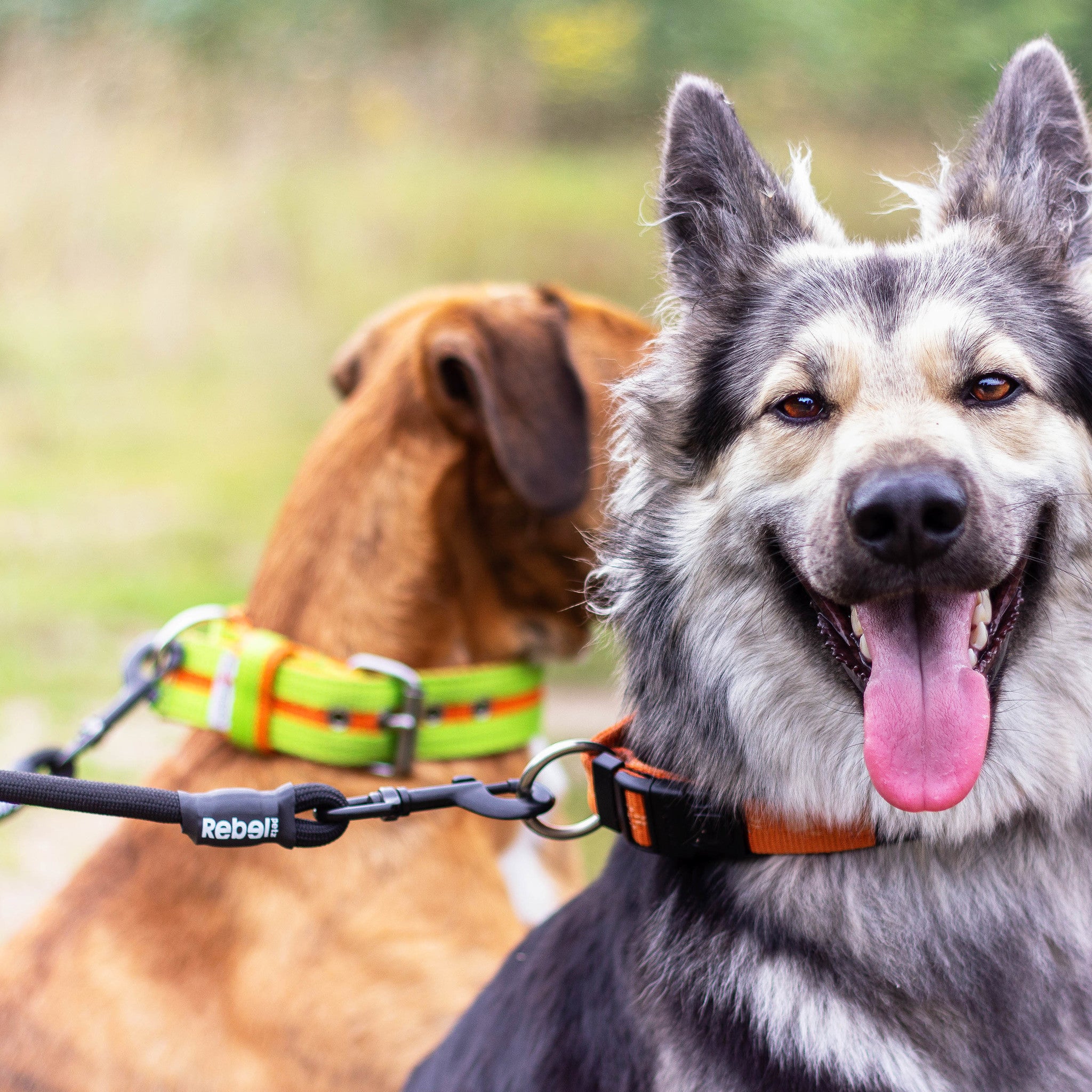 Verstellbare Doppelleine für Hunde - Small (140 cm Ø 8 mm)