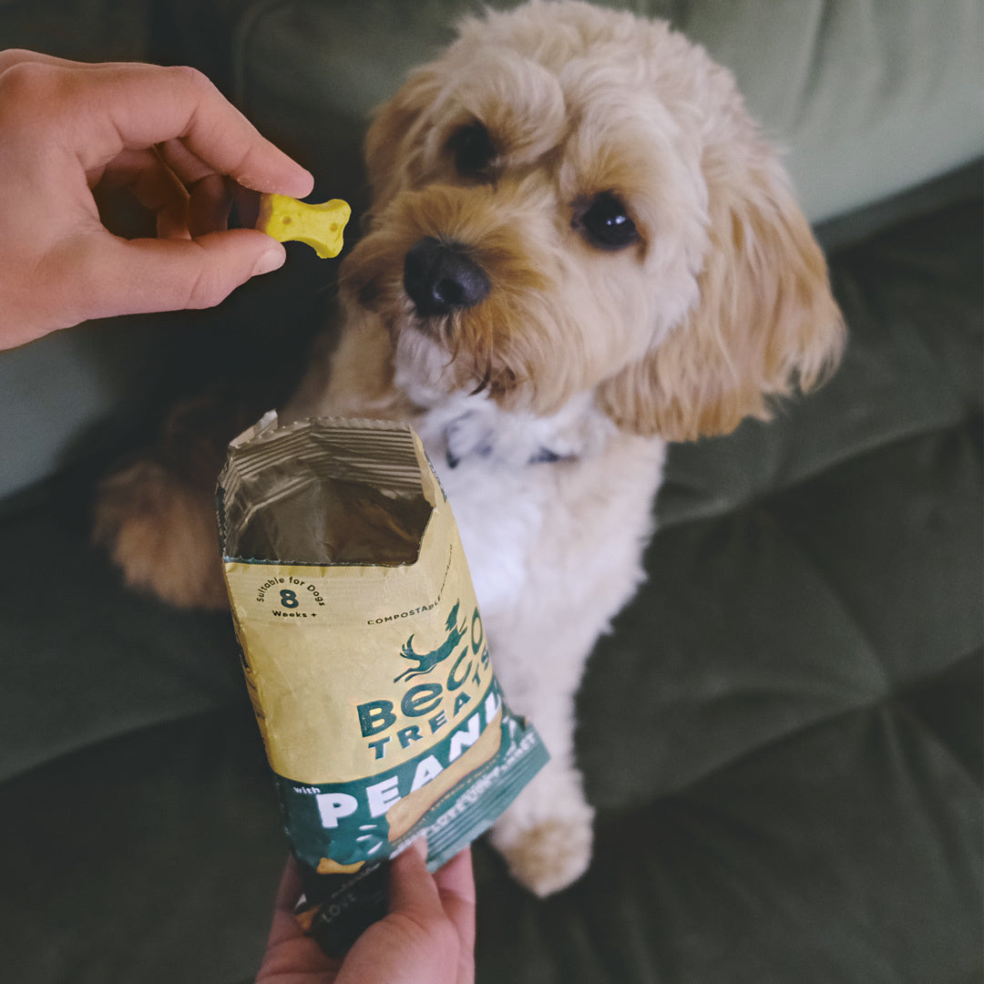 Peanut Treats - 10 x 70g