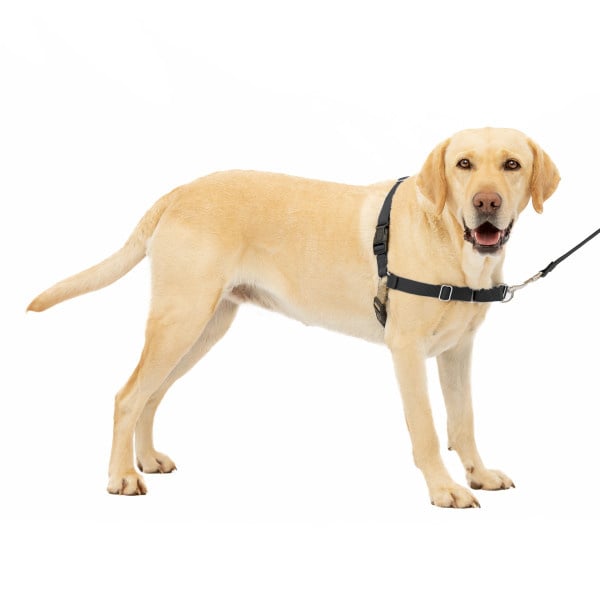 Easy Walk Harness - Schwarz / Medium - 51-71 cm
