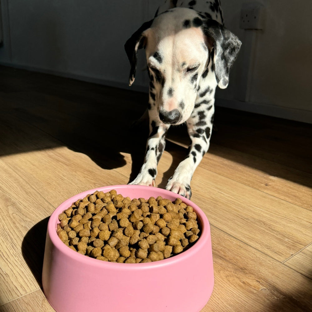 Steady Dog Bowl - Rosa / Large - 1200 ml