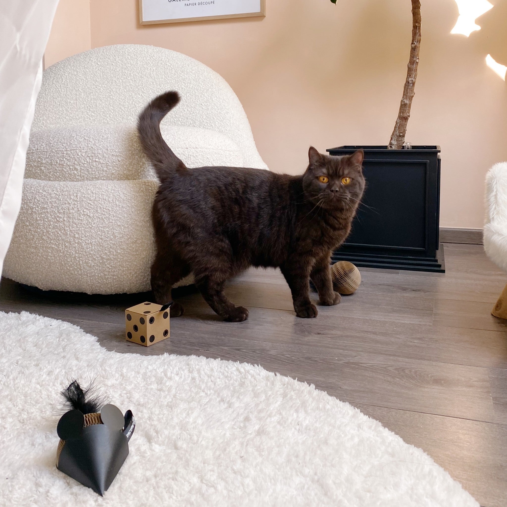 Pips Gift set kattenspeelgoed karton (GLORY 8 cm, MOUSE 11,5x8x5 cm, DICE 5,5 cm)