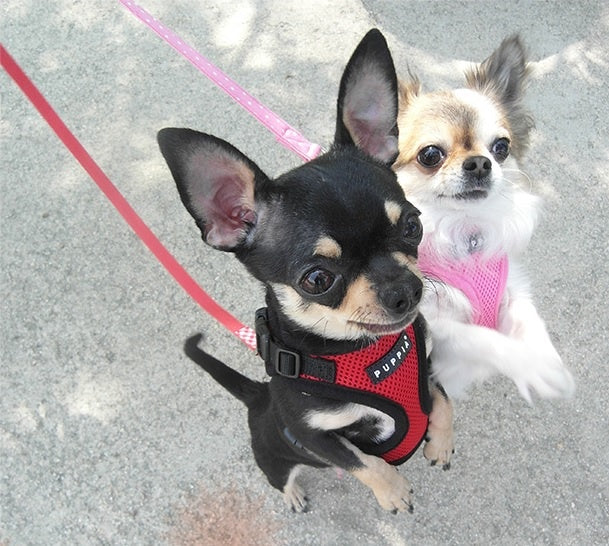Puppia Ritefit tuigje polyester airmesh S zwart