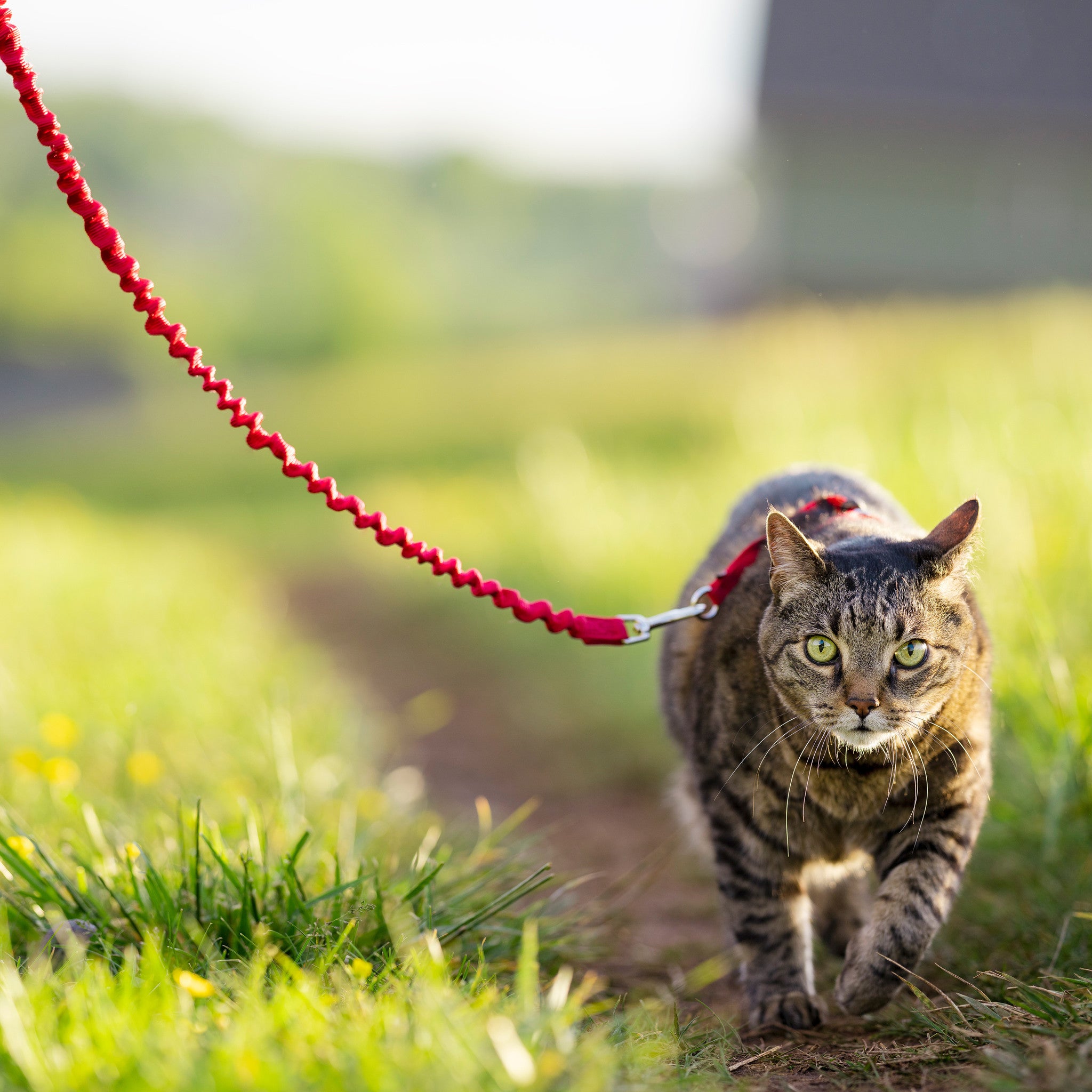 Easy Walk Katzen-Geschirr mit Bungee-Leine - Rot / Medium - 27-36 cm