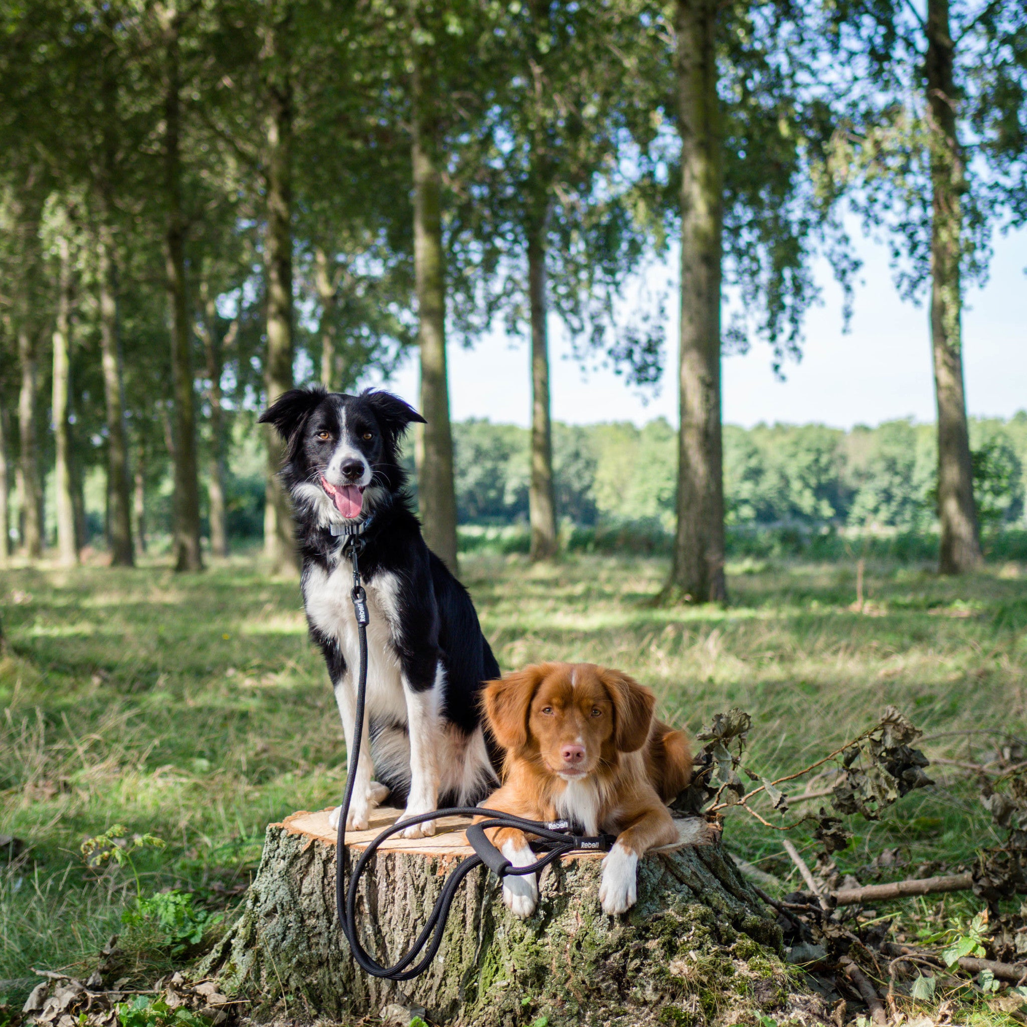 Verstellbare Doppelleine für Hunde - Small (140 cm Ø 8 mm)