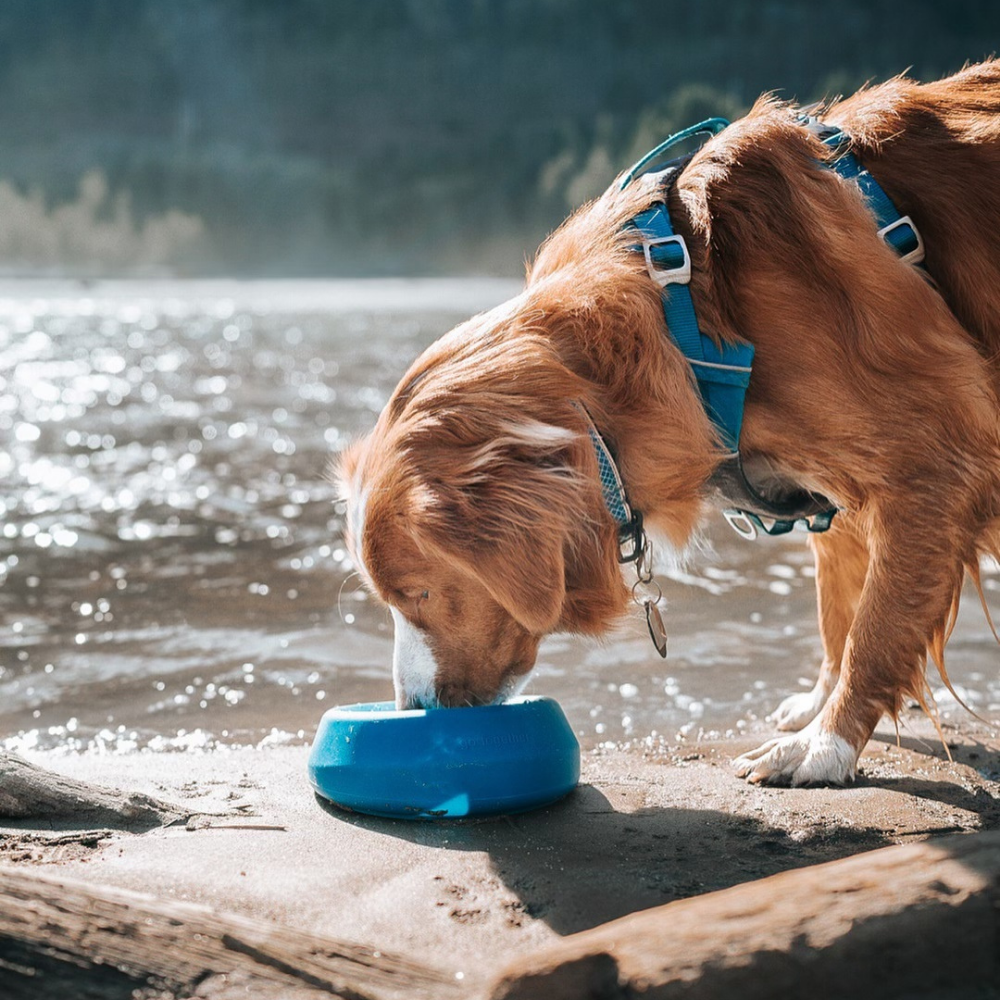 Splash Free Bowl - Rood
