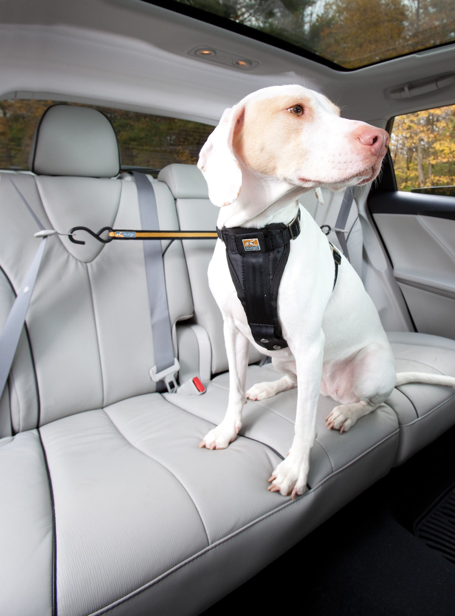 Auto-Zipline für Hunde