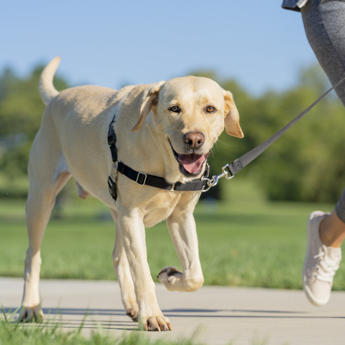 PetSafe Easy Walk hondentuigje tegen trekken