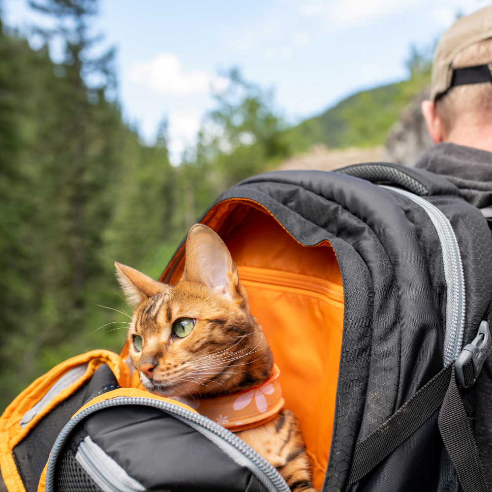 G-Train Dog Carrier Rucksack – Schwarz