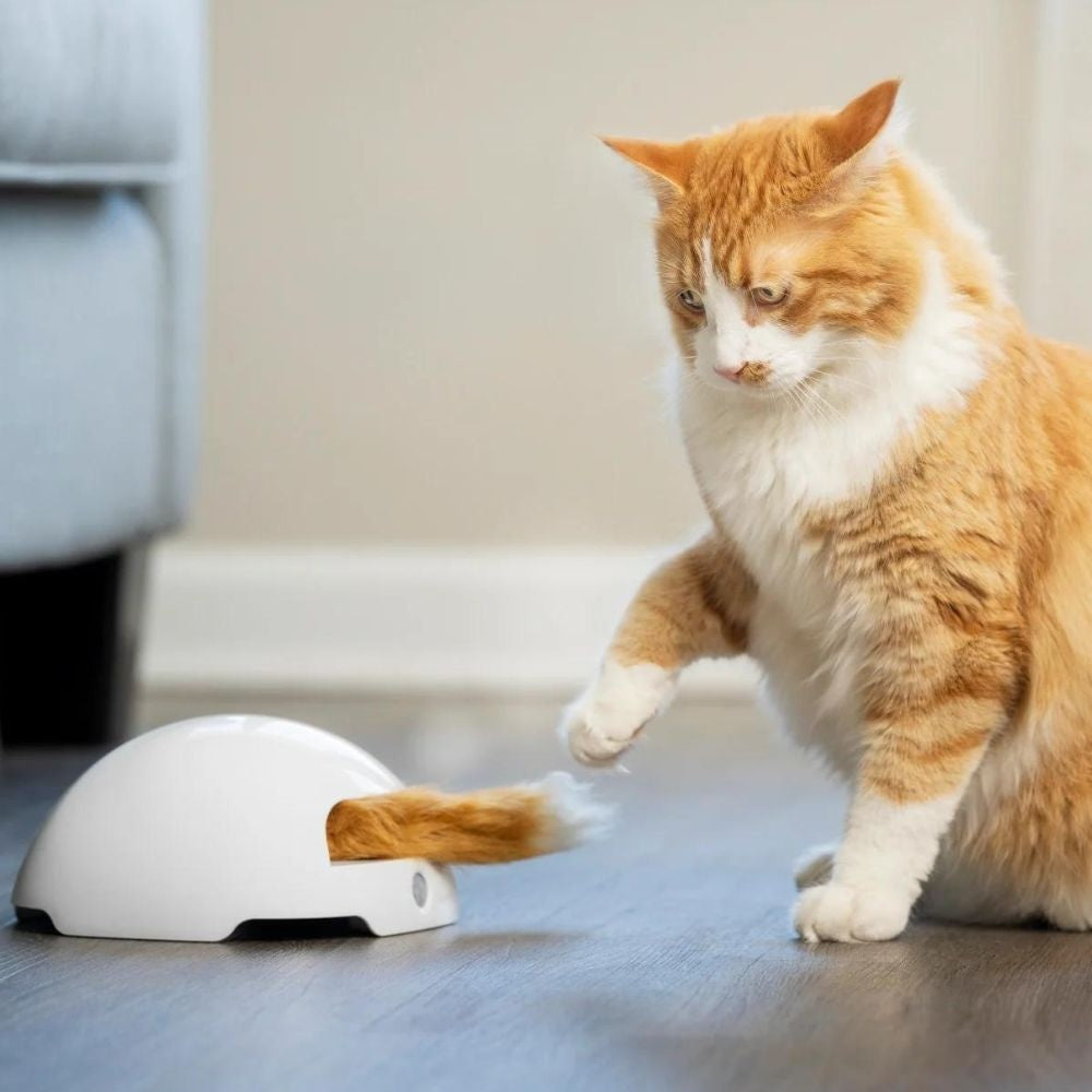 Fox Den Toy – Automatischer Katzen-Teaser