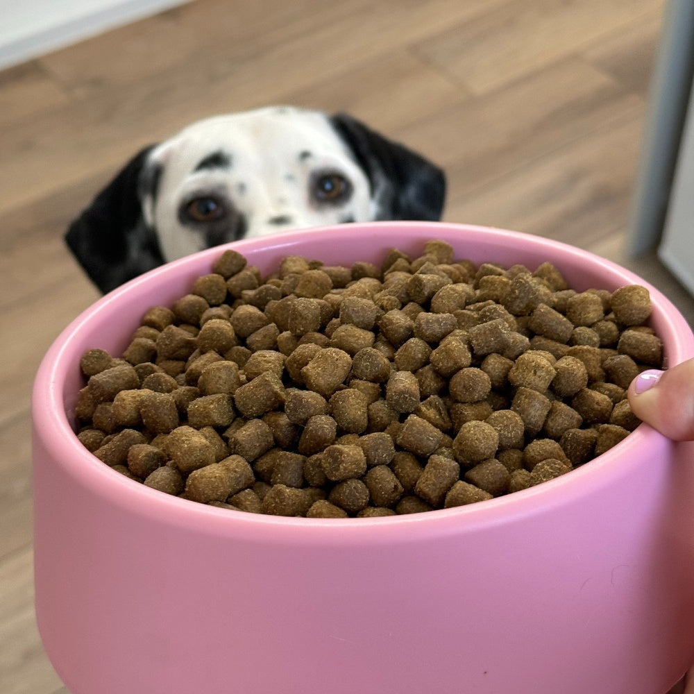 Steady Dog Bowl - Rosa / Small - 600 ml