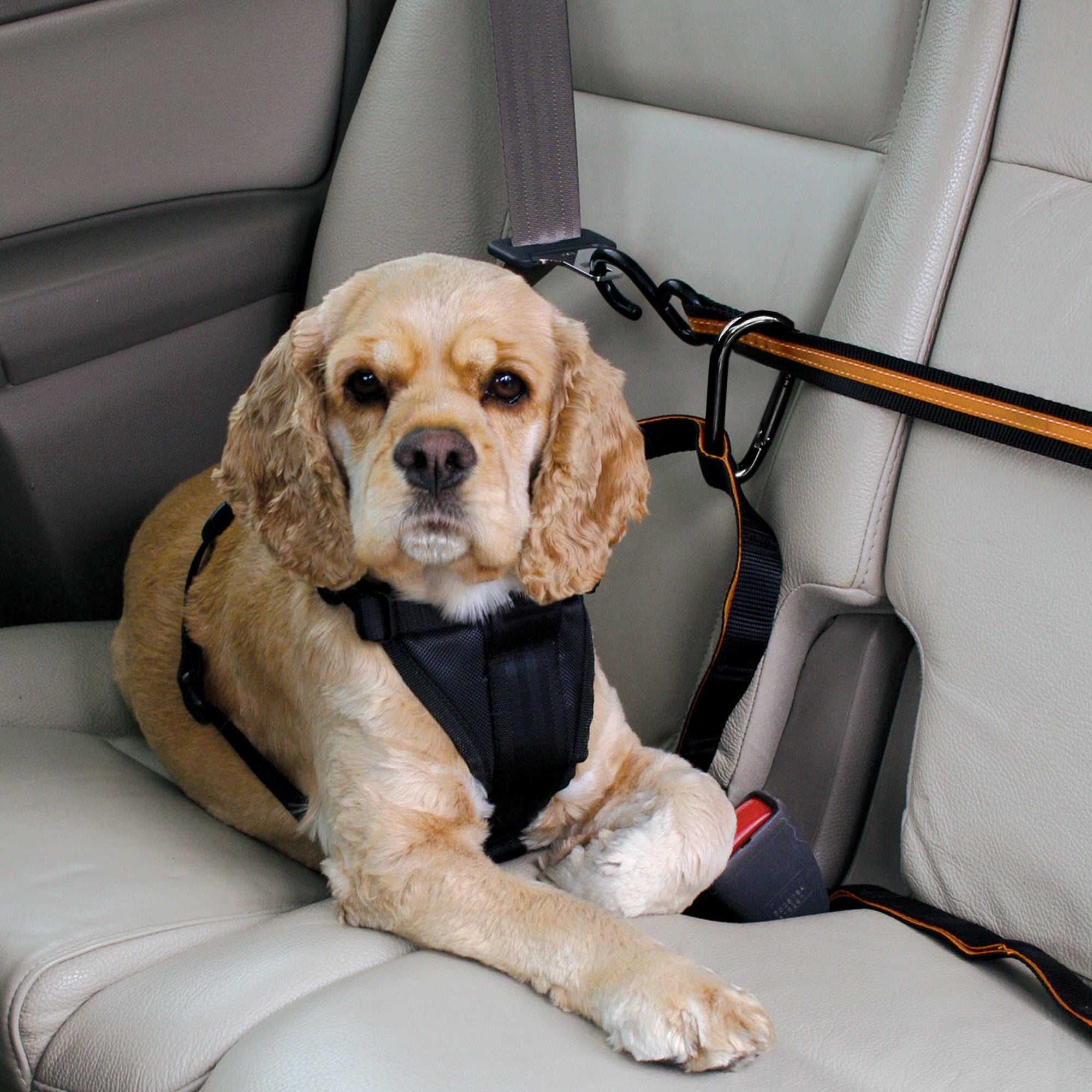 Auto-Zipline für Hunde