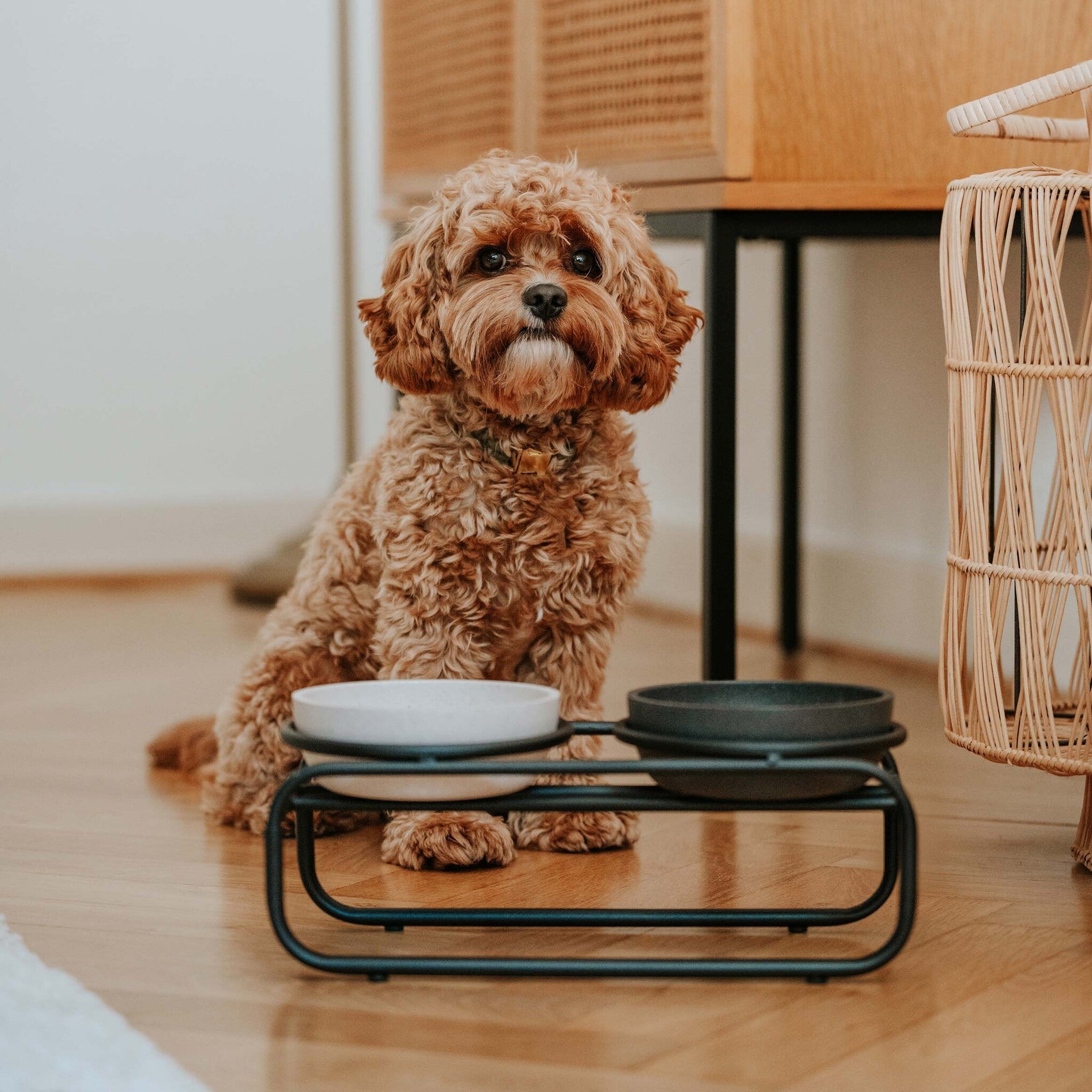 District 70 BUTLER Voerbakstandaard voor honden
