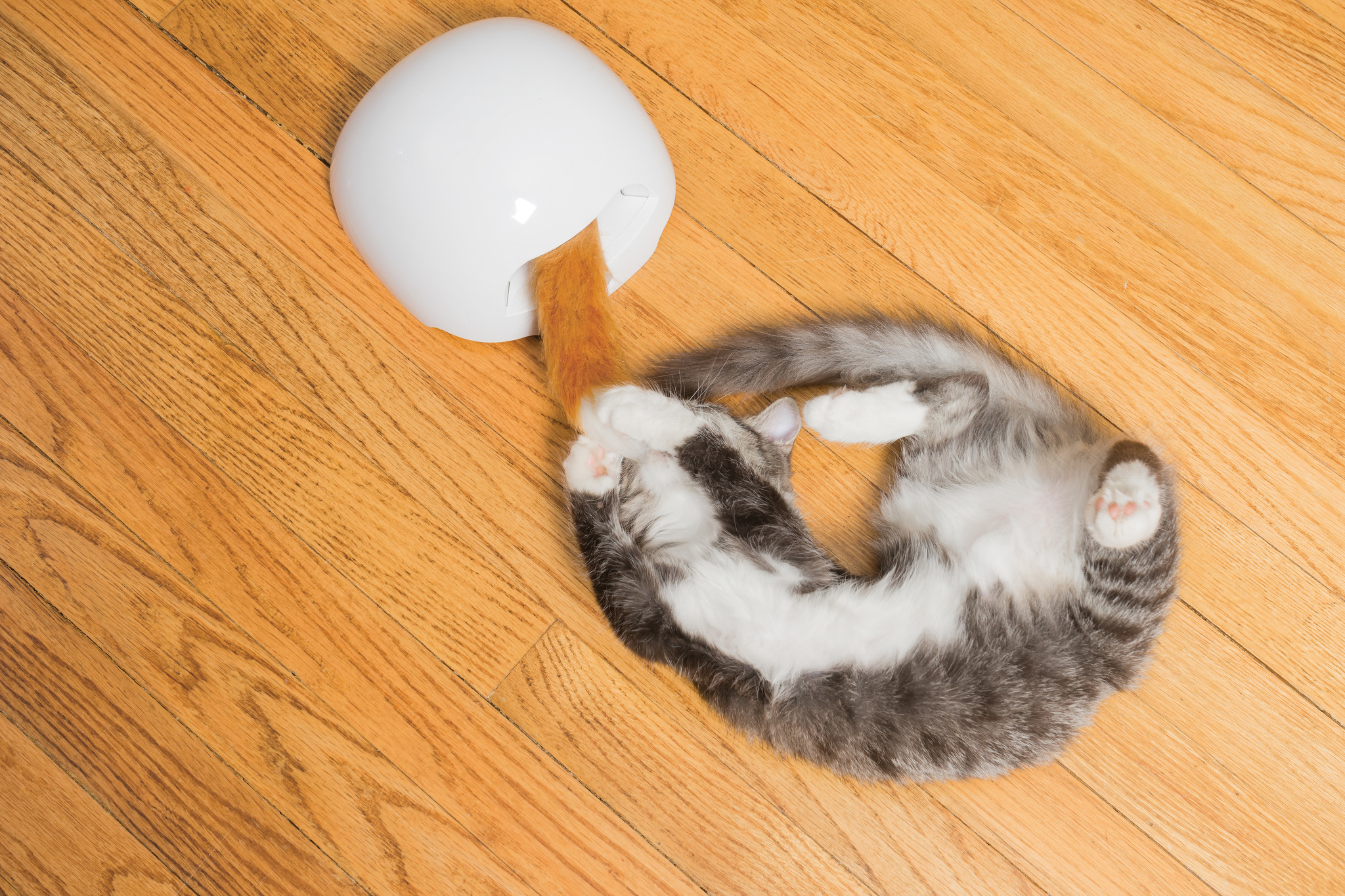 Fox Den Toy – Automatischer Katzen-Teaser