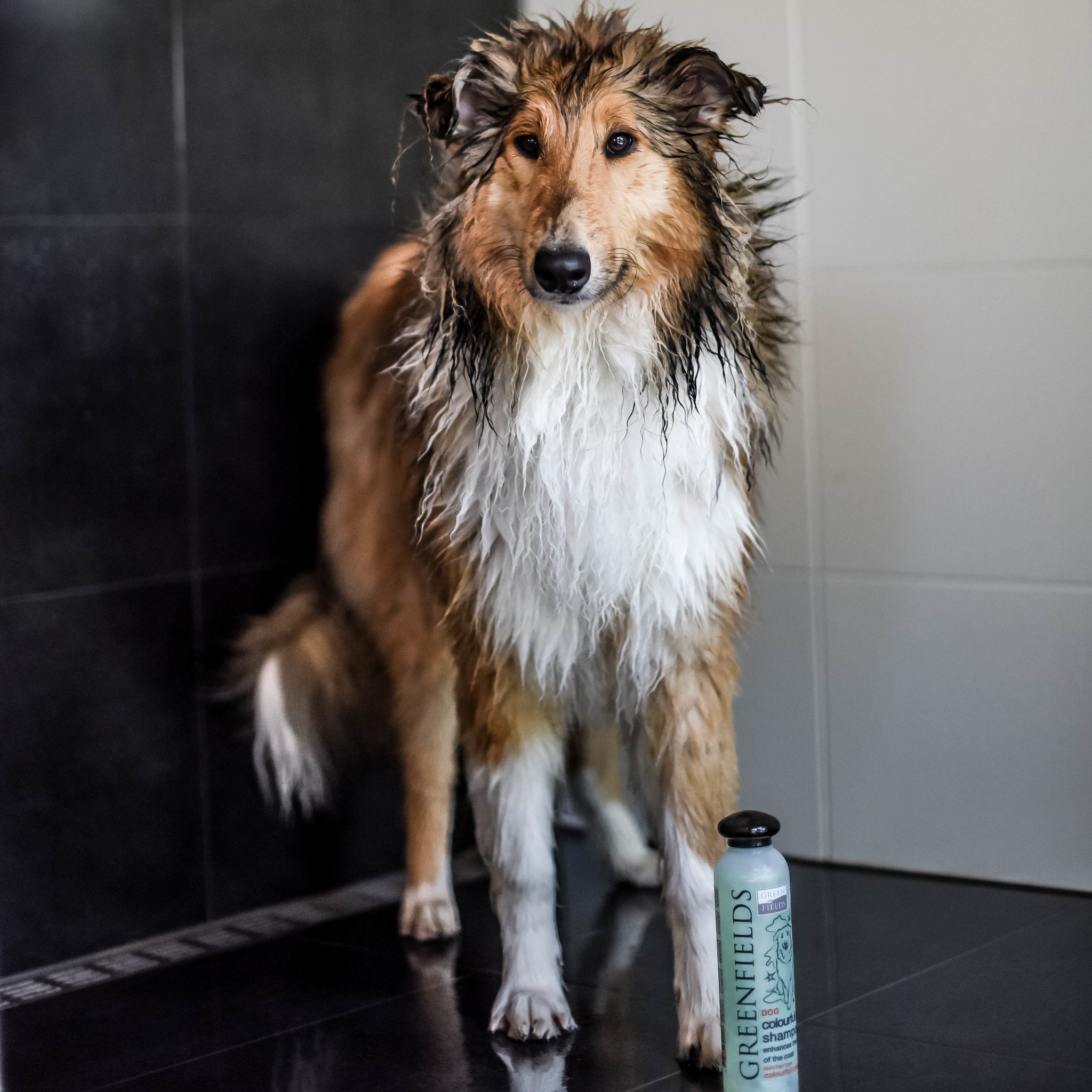 Greenfields Hondenshampoo Colourful Coat 250 ml – Voor gekleurde vacht