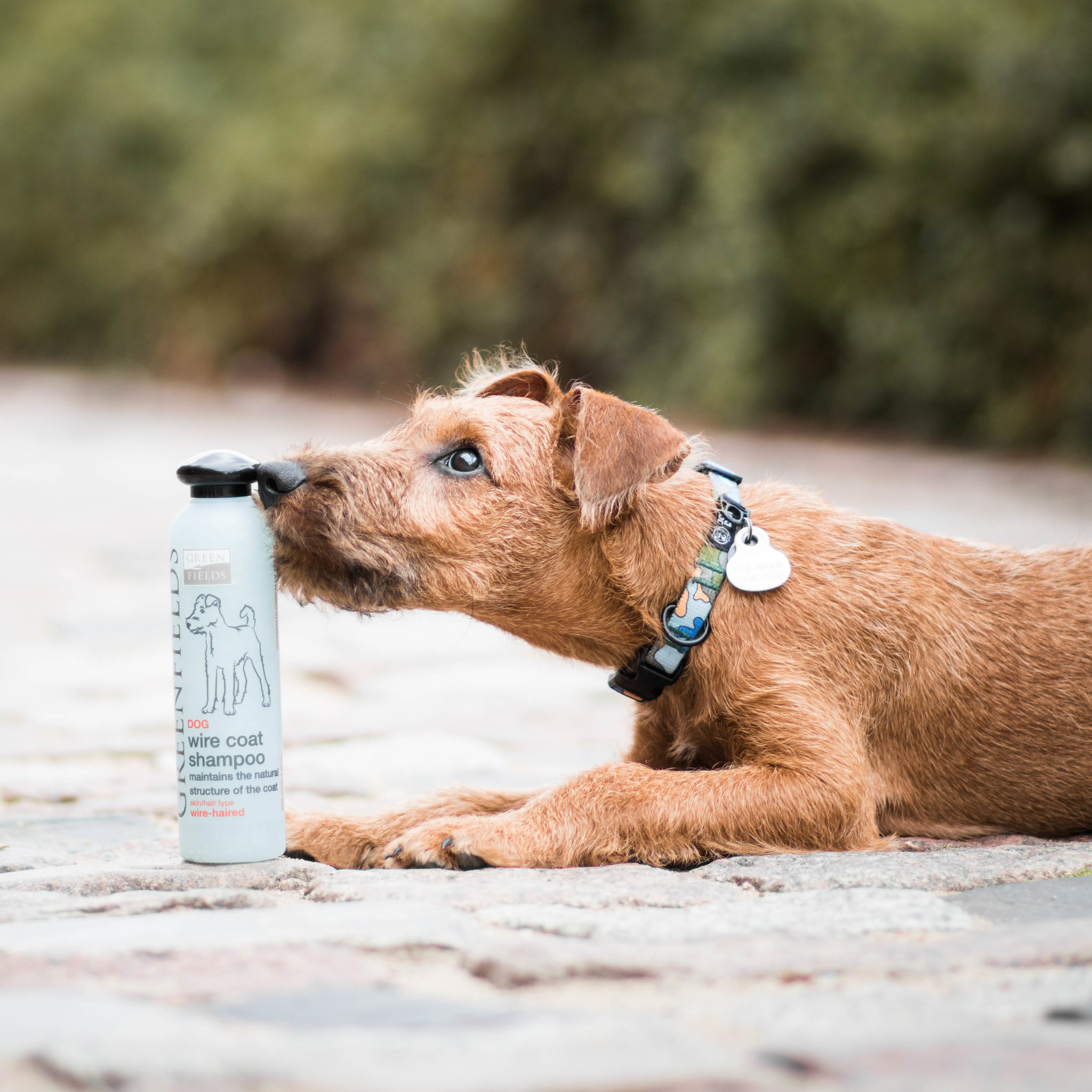 Greenfields Hundeshampoo Wire Coat 250 ml - Geeignet für raues Fell