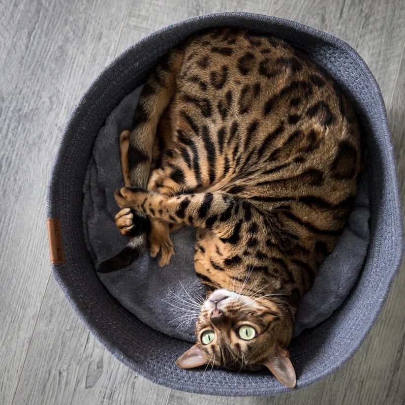 BeOneBreed Haustier-Schmuser