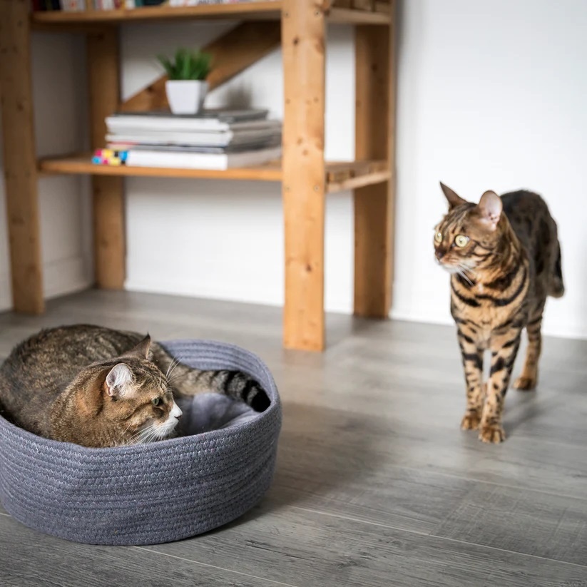 BeOneBreed Haustier-Schmuser