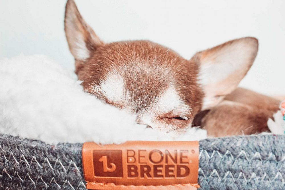 BeOneBreed Haustier-Schmuser